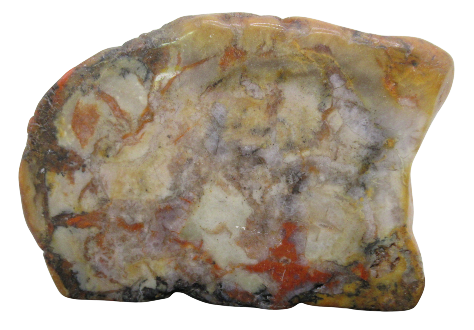 Jurassic Dinosaur Coprolite For Sale Genuine Fossil Dino Poop 127 | Fossils for Sale Jurassic Dinosaur Coprolite For Sale Genuine Fossil Dino Poop 127