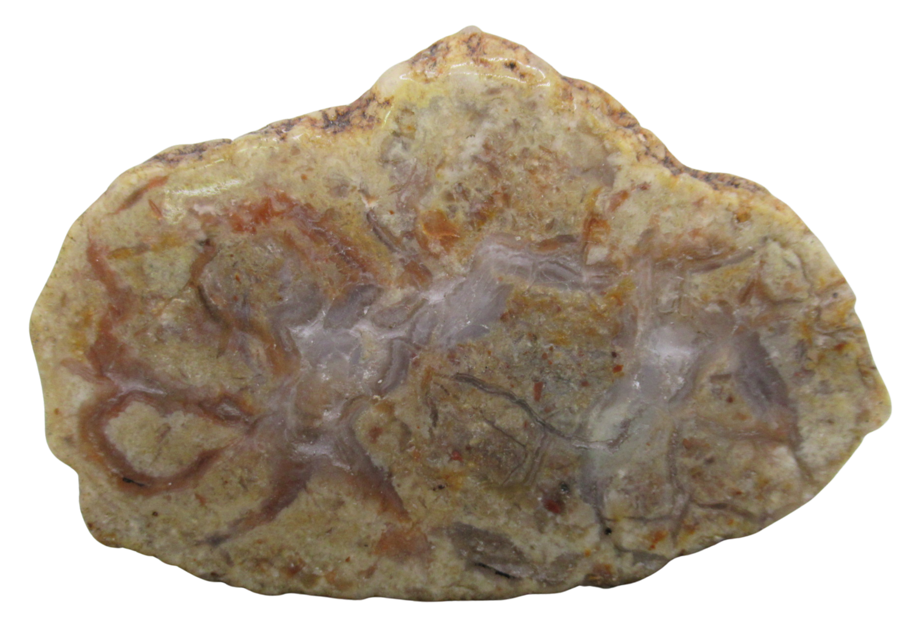 Jurassic Dinosaur Coprolite For Sale Genuine Fossil Dino Poop 128 | Fossils for Sale Jurassic Dinosaur Coprolite For Sale Genuine Fossil Dino Poop 128