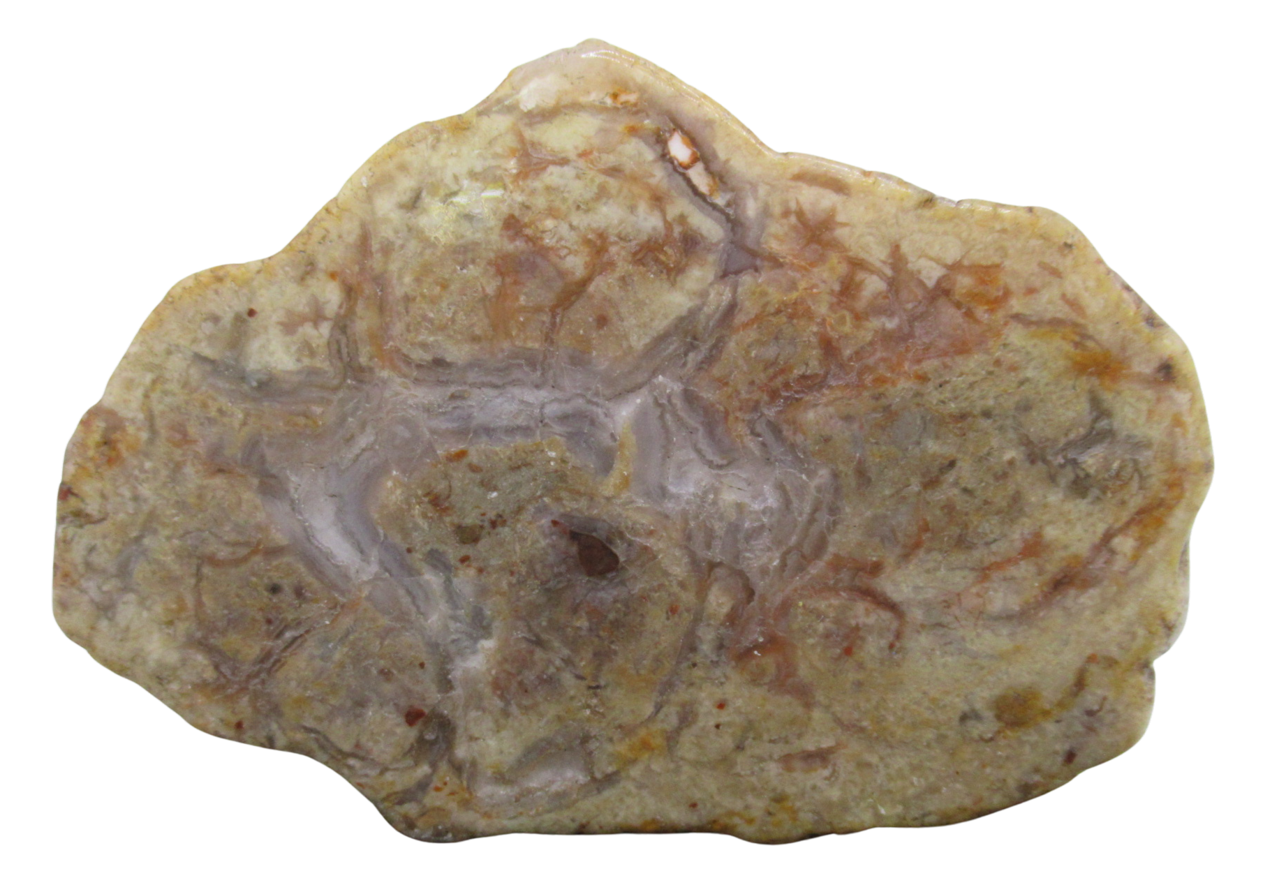 Jurassic Dinosaur Coprolite For Sale Genuine Fossil Dino Poop 128a | Fossils for Sale Jurassic Dinosaur Coprolite For Sale Genuine Fossil Dino Poop 128a