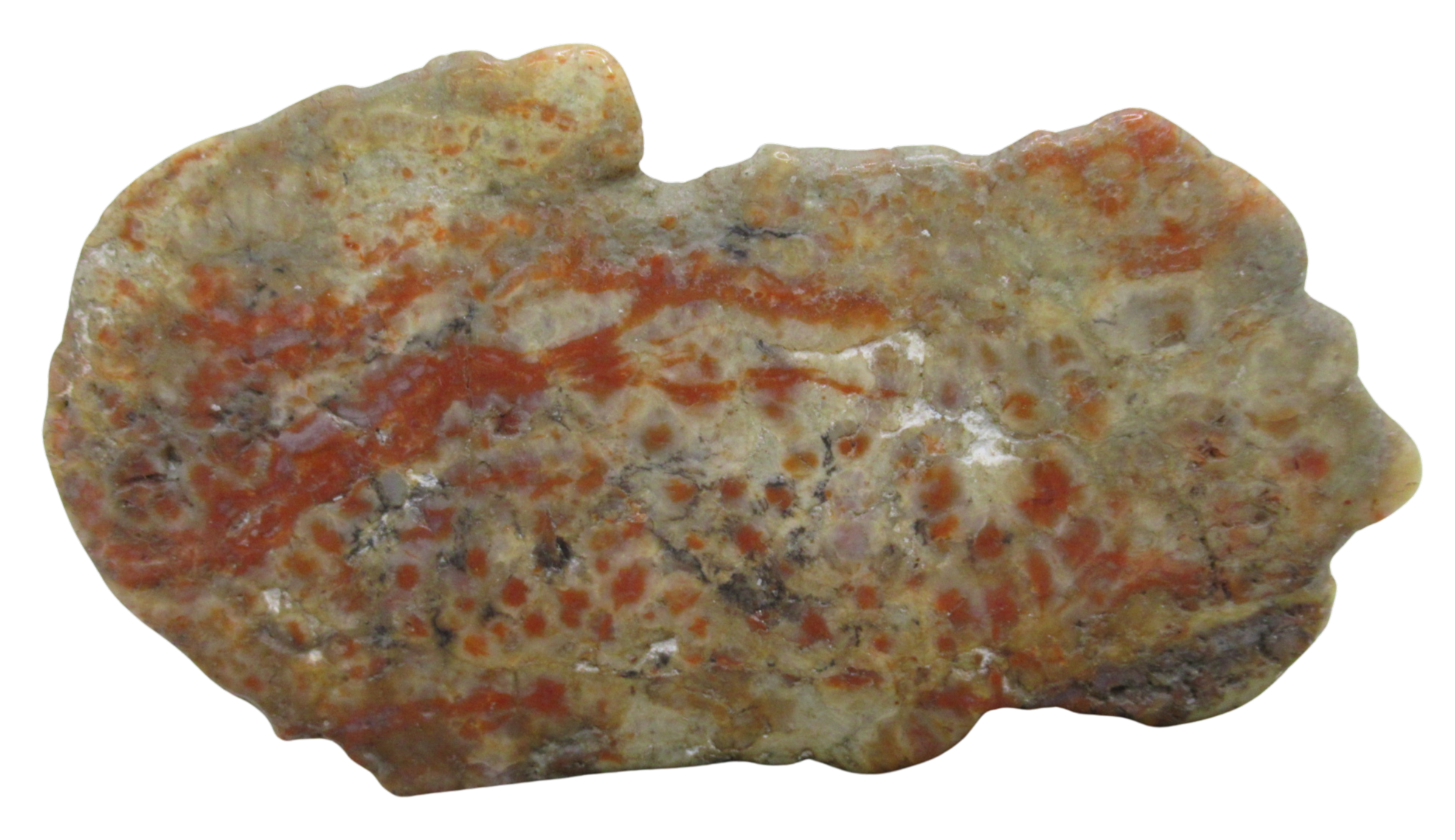Jurassic Dinosaur Coprolite For Sale Genuine Fossil Dino Poop 129 | Fossils for Sale Jurassic Dinosaur Coprolite For Sale Genuine Fossil Dino Poop 129