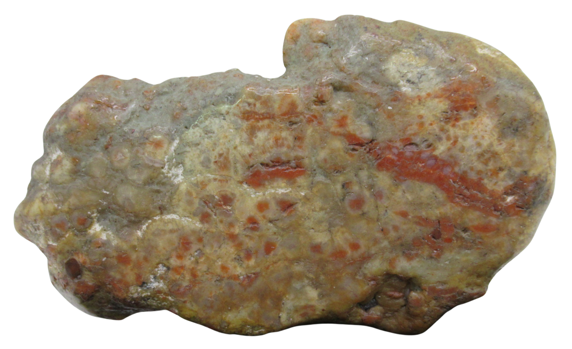 Jurassic Dinosaur Coprolite For Sale Genuine Fossil Dino Poop 129a | Fossils for Sale Jurassic Dinosaur Coprolite For Sale Genuine Fossil Dino Poop 129a