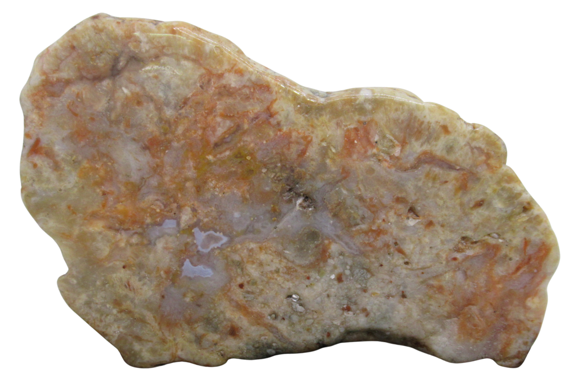 Jurassic Dinosaur Coprolite For Sale Genuine Fossil Dino Poop 131 | Fossils for Sale Jurassic Dinosaur Coprolite For Sale Genuine Fossil Dino Poop 131