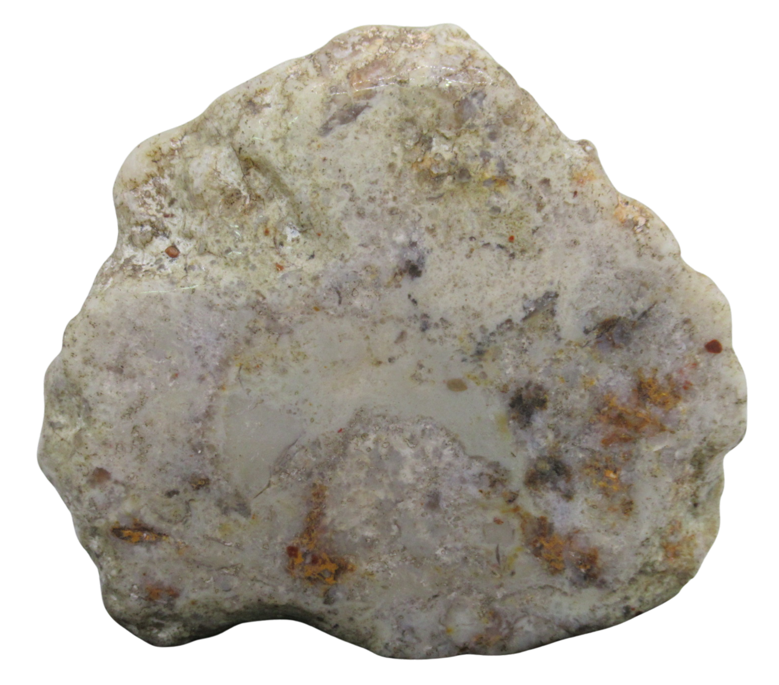 Jurassic Dinosaur Coprolite For Sale Genuine Fossil Dino Poop 132a | Fossils for Sale Jurassic Dinosaur Coprolite For Sale Genuine Fossil Dino Poop 132a