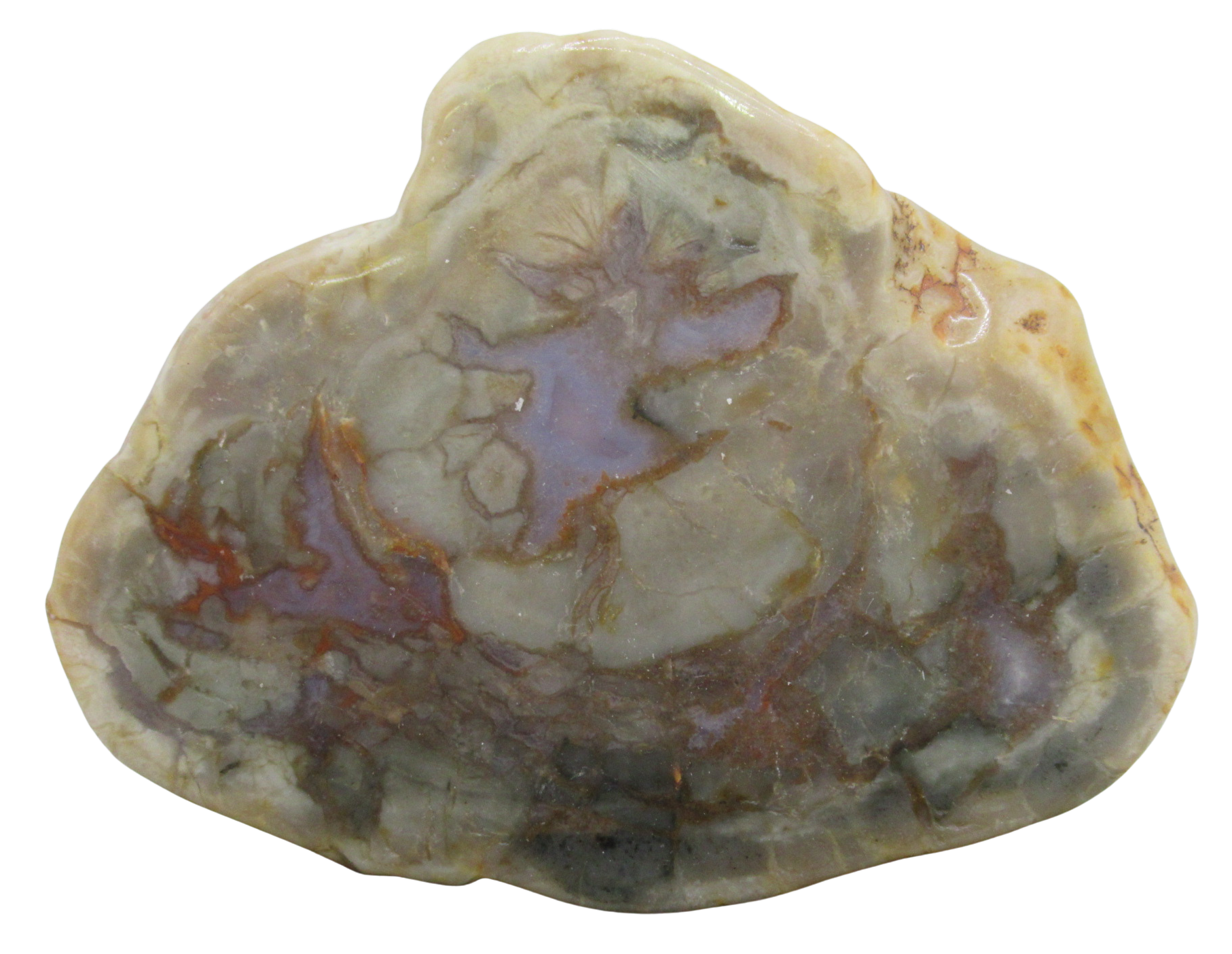 Jurassic Dinosaur Coprolite For Sale Genuine Fossil Dino Poop 133a | Fossils for Sale Jurassic Dinosaur Coprolite For Sale Genuine Fossil Dino Poop 133a