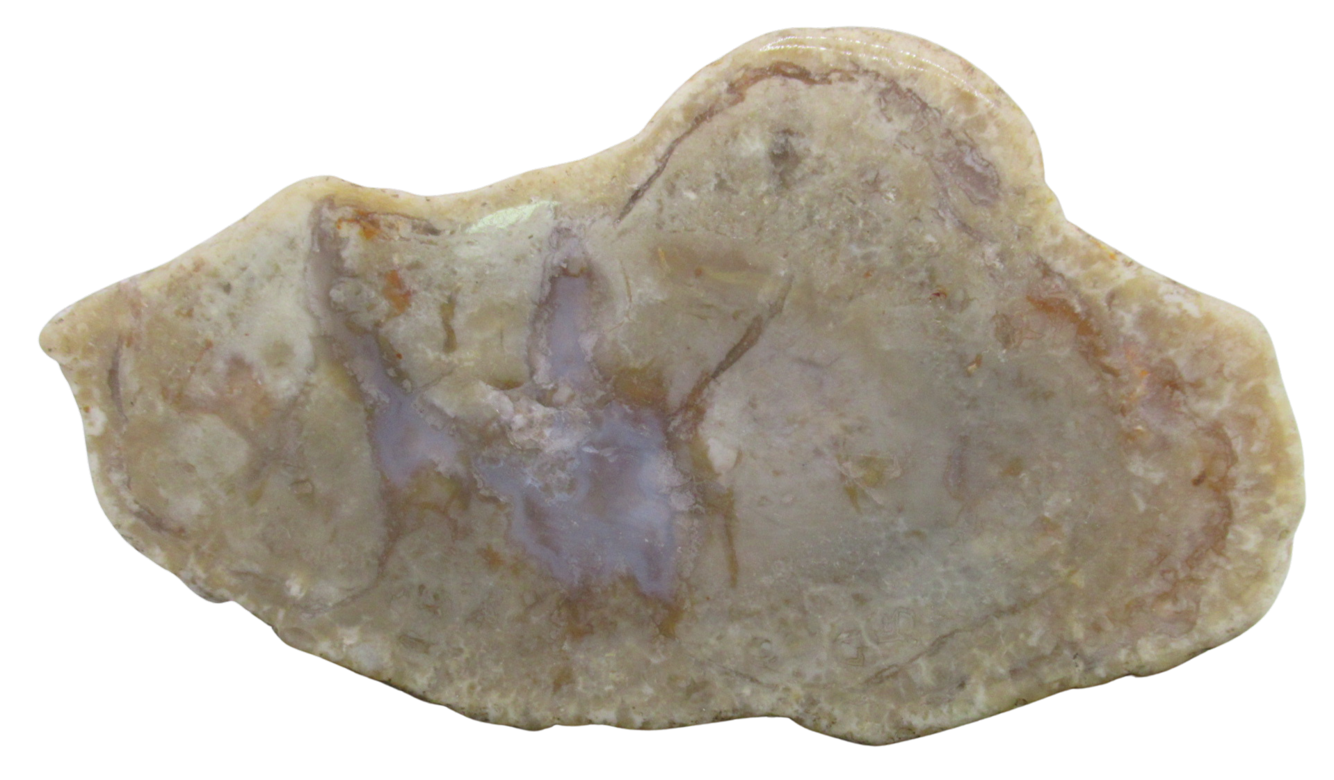 Jurassic Dinosaur Coprolite For Sale Genuine Fossil Dino Poop 134 | Fossils for Sale Jurassic Dinosaur Coprolite For Sale Genuine Fossil Dino Poop 134