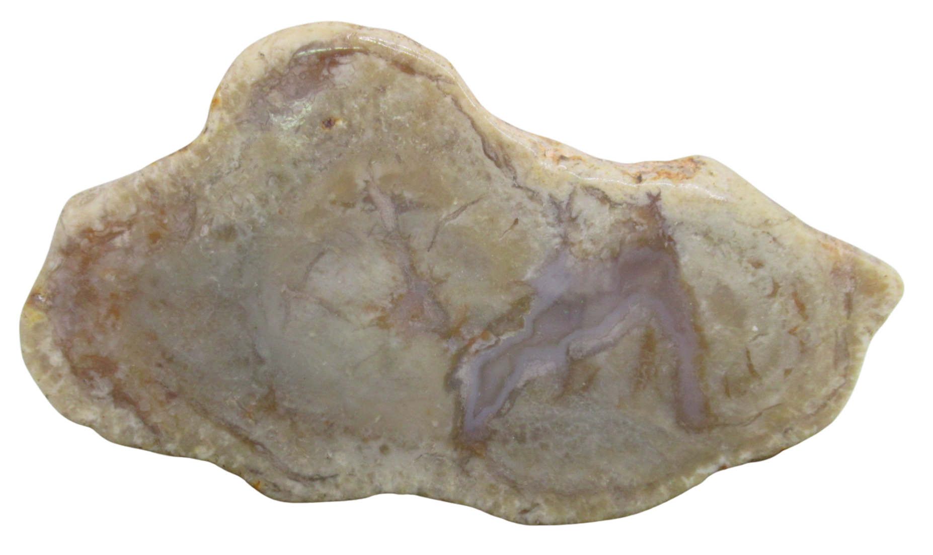 Jurassic Dinosaur Coprolite For Sale Genuine Fossil Dino Poop 134a | Fossils for Sale Jurassic Dinosaur Coprolite For Sale Genuine Fossil Dino Poop 134a