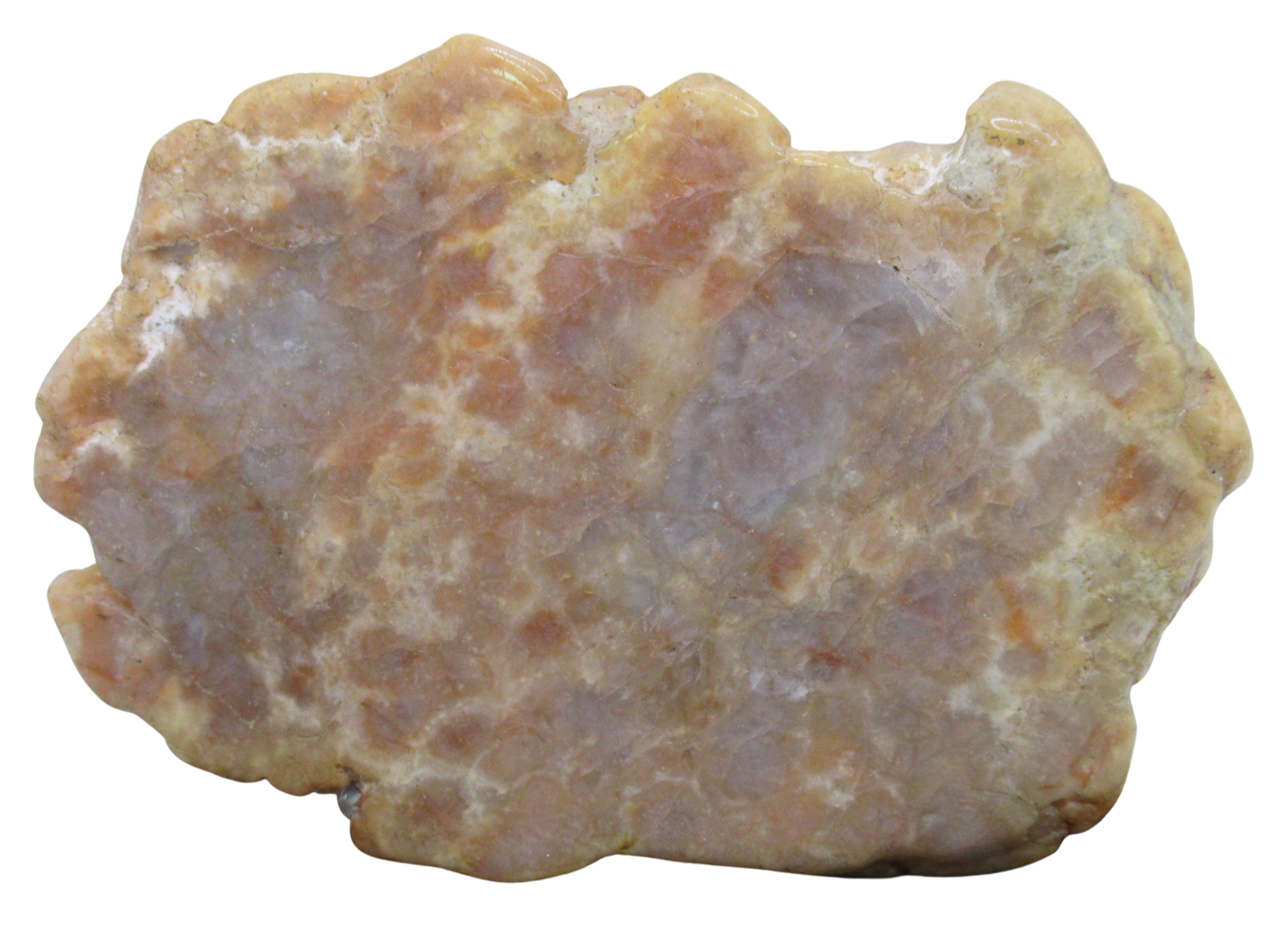 Jurassic Dinosaur Coprolite For Sale Genuine Fossil Dino Poop 135a | Fossils for Sale Jurassic Dinosaur Coprolite For Sale Genuine Fossil Dino Poop 135a
