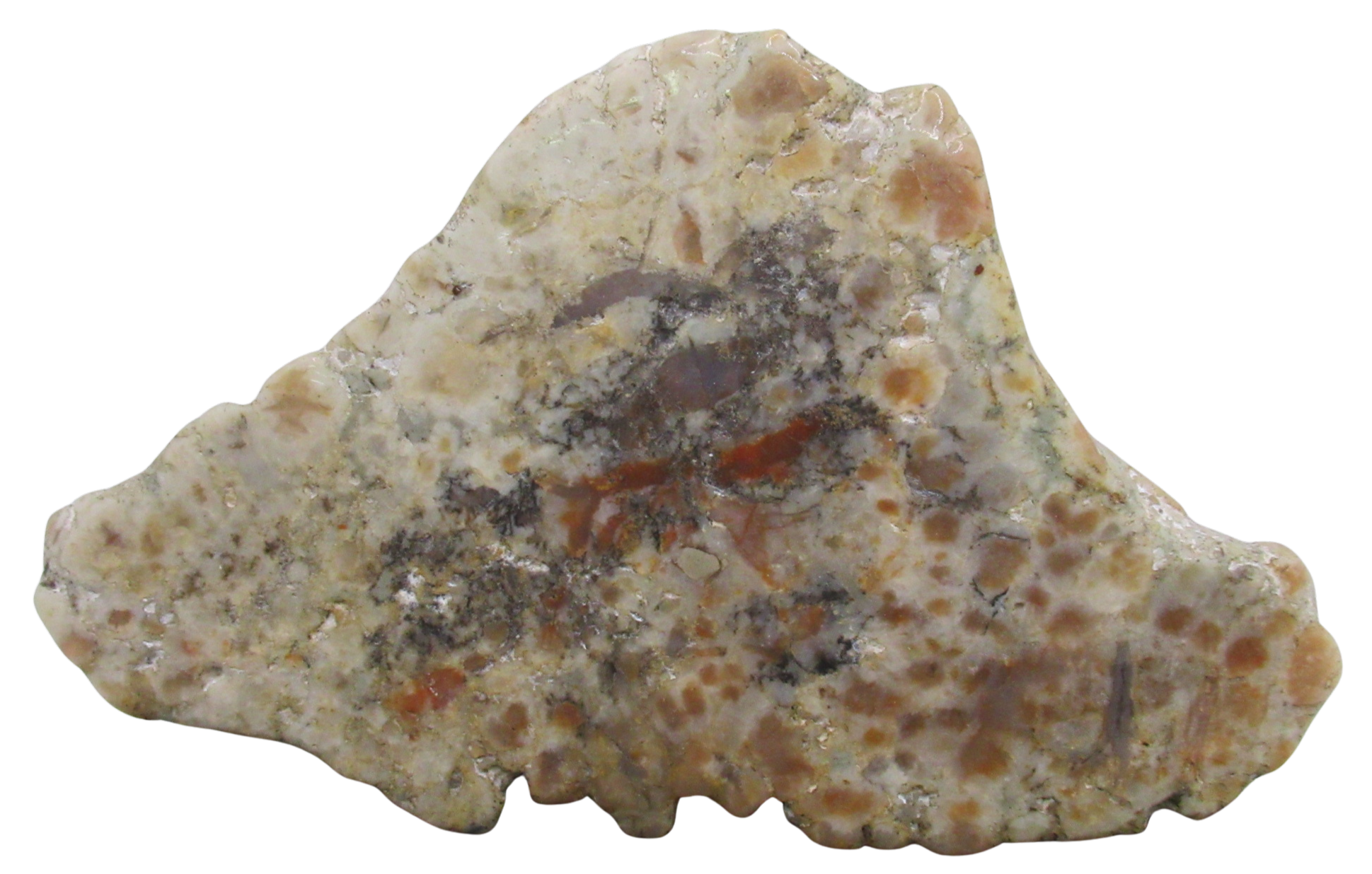 Jurassic Dinosaur Coprolite For Sale Genuine Fossil Dino Poop 137 | Fossils for Sale Jurassic Dinosaur Coprolite For Sale Genuine Fossil Dino Poop 137