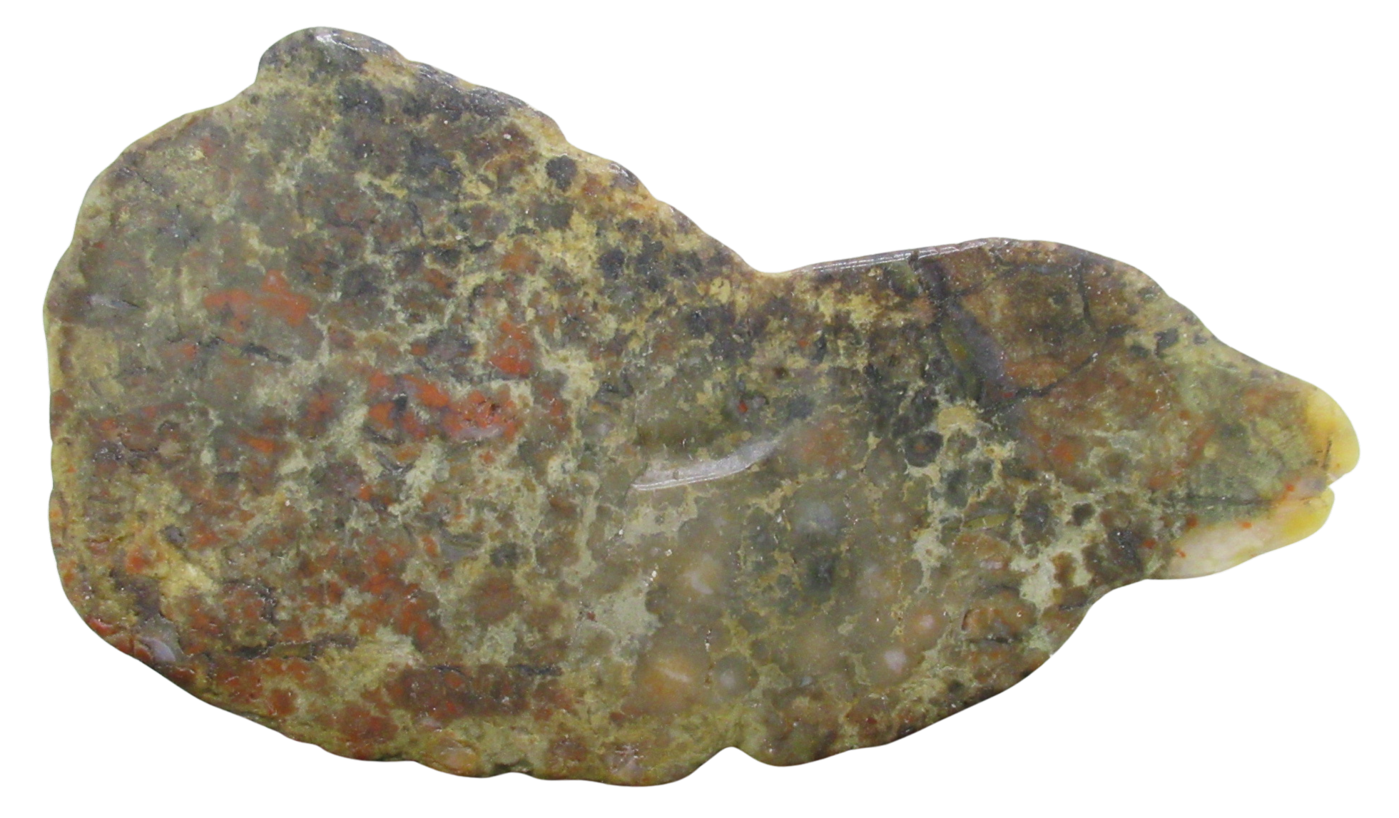 Jurassic Dinosaur Coprolite For Sale Genuine Fossil Dino Poop 138 | Fossils for Sale Jurassic Dinosaur Coprolite For Sale Genuine Fossil Dino Poop 138
