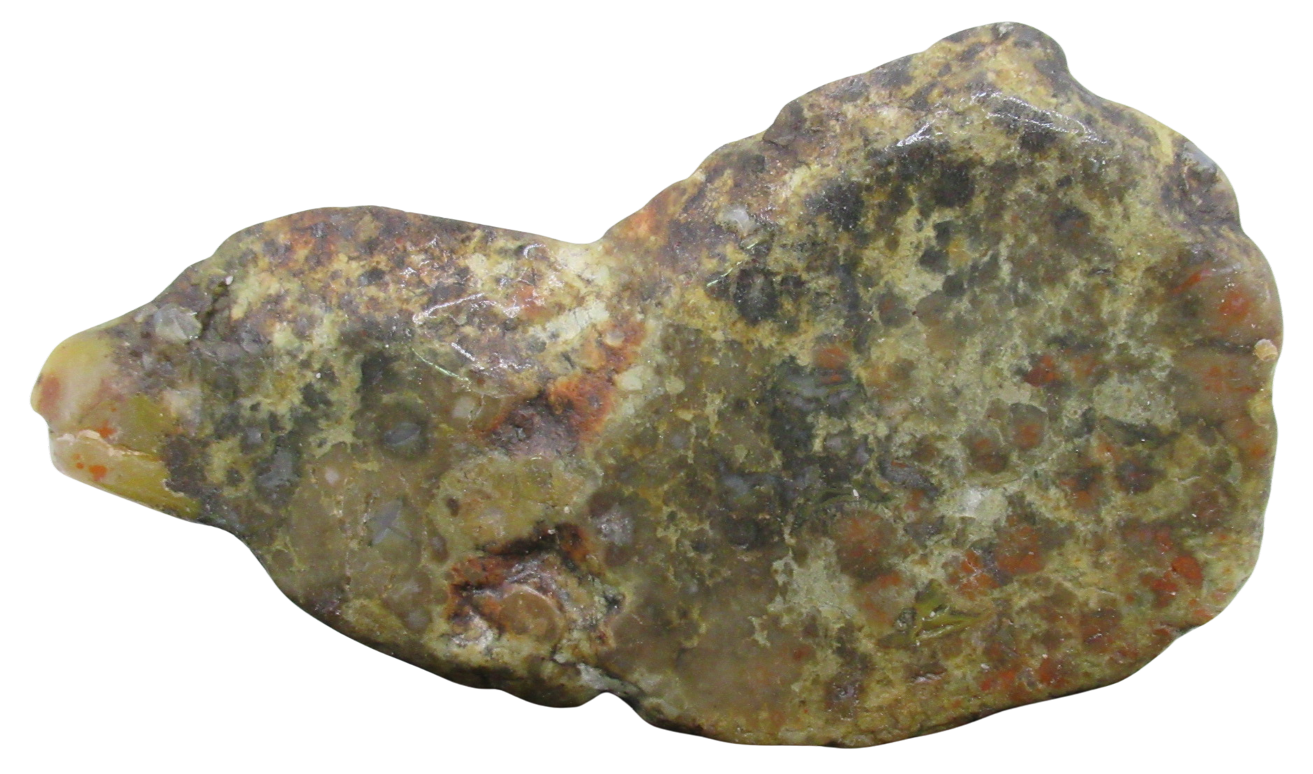 Jurassic Dinosaur Coprolite For Sale Genuine Fossil Dino Poop 138a | Fossils for Sale Jurassic Dinosaur Coprolite For Sale Genuine Fossil Dino Poop 138a