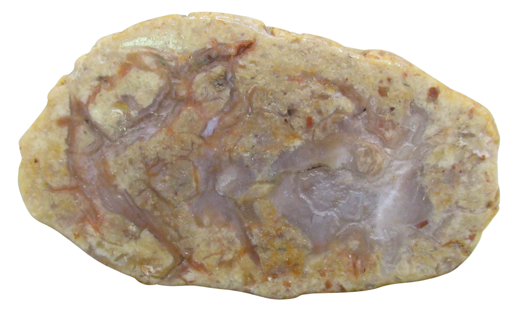 Jurassic Dinosaur Coprolite For Sale Genuine Fossil Dino Poop 139a | Fossils for Sale Jurassic Dinosaur Coprolite For Sale Genuine Fossil Dino Poop 139a
