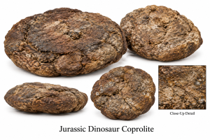 Jurassic Poop | Fossils for Sale Jurassic Dinosaur Coprolite Fossils For Sale