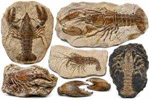 Lobster Fossils For Sale