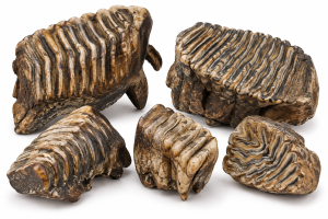 Mammoth Teeth | Fossils for Sale Mammoth Teeth Fossils For Sale