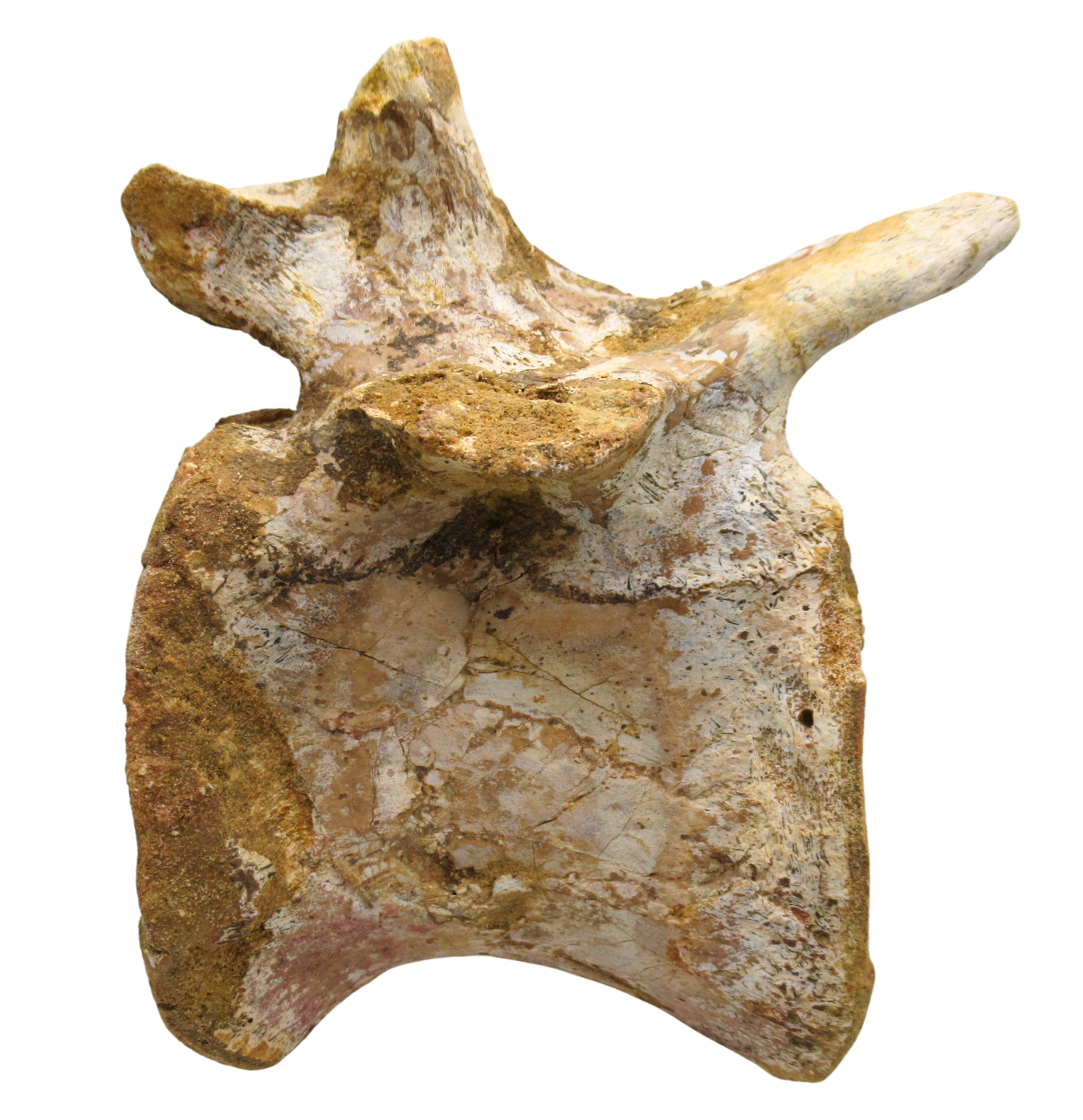 Sigilmassasaurus Spinosaurid Dinosaur Bone Fossil For Sale 12 | Fossils for Sale Sigilmassasaurus Spinosaurid Dinosaur Bone Fossil For Sale 12