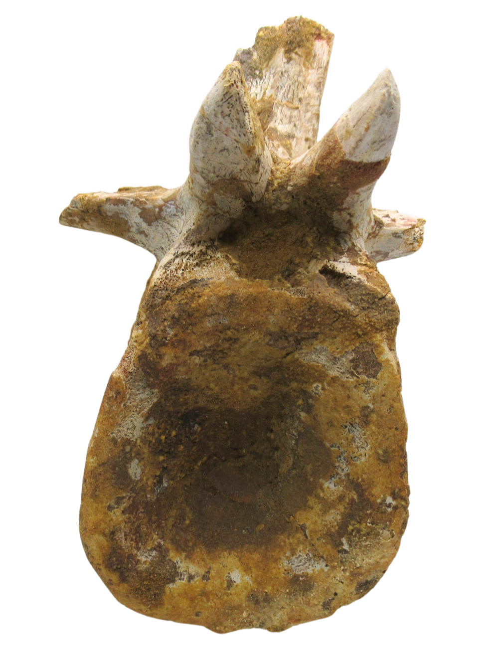 Sigilmassasaurus Spinosaurid Dinosaur Bone Fossil For Sale 12a | Fossils for Sale Sigilmassasaurus Spinosaurid Dinosaur Bone Fossil For Sale 12a