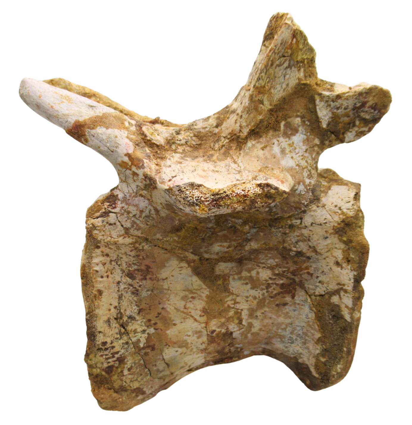 Sigilmassasaurus Spinosaurid Dinosaur Bone Fossil For Sale 12b | Fossils for Sale Sigilmassasaurus Spinosaurid Dinosaur Bone Fossil For Sale 12b