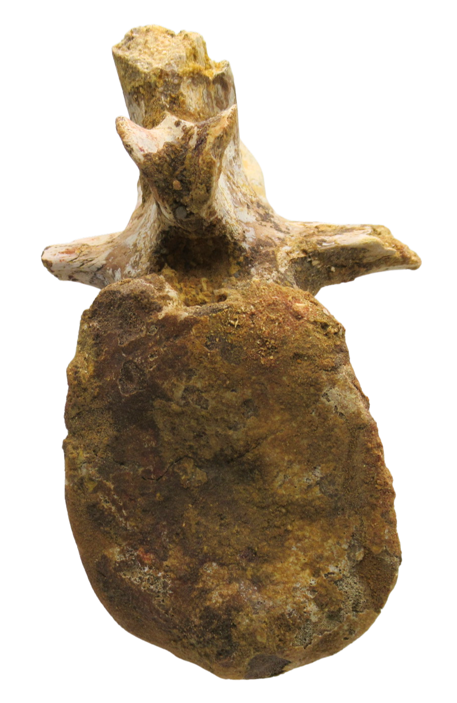 Sigilmassasaurus Spinosaurid Dinosaur Bone Fossil For Sale 12c | Fossils for Sale Sigilmassasaurus Spinosaurid Dinosaur Bone Fossil For Sale 12c