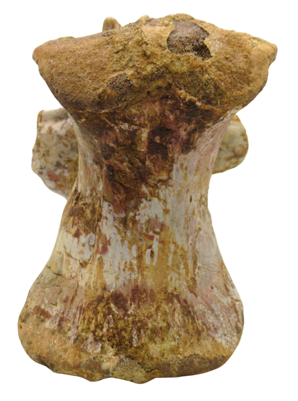 Sigilmassasaurus Spinosaurid Dinosaur Bone Fossil For Sale 12d | Fossils for Sale Sigilmassasaurus Spinosaurid Dinosaur Bone Fossil For Sale 12d