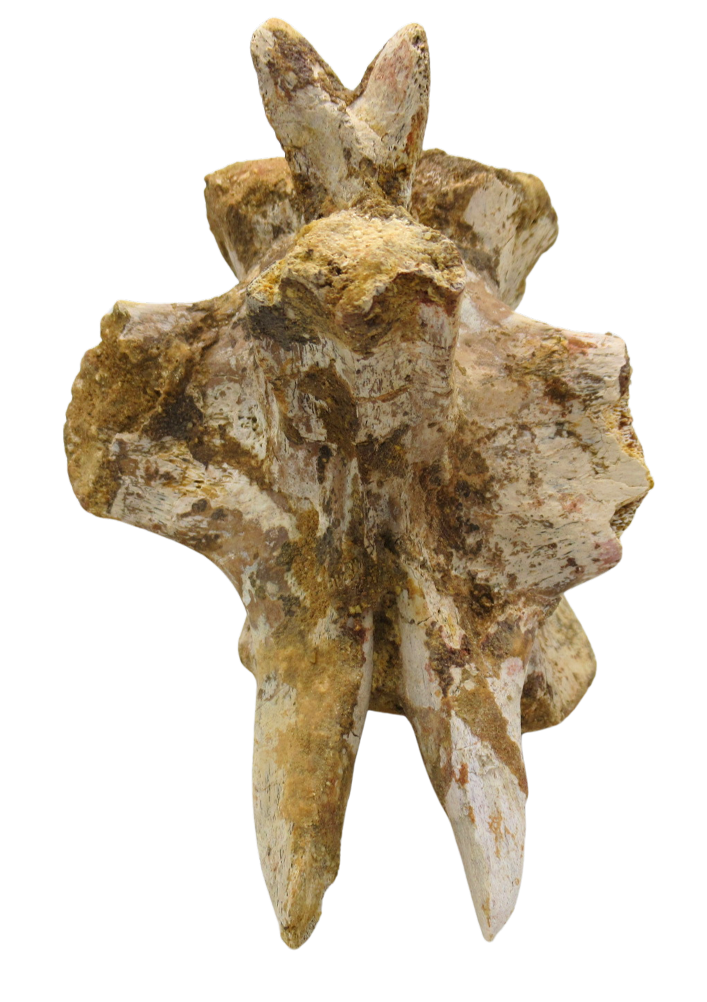Sigilmassasaurus Spinosaurid Dinosaur Bone Fossil For Sale 12e | Fossils for Sale Sigilmassasaurus Spinosaurid Dinosaur Bone Fossil For Sale 12e