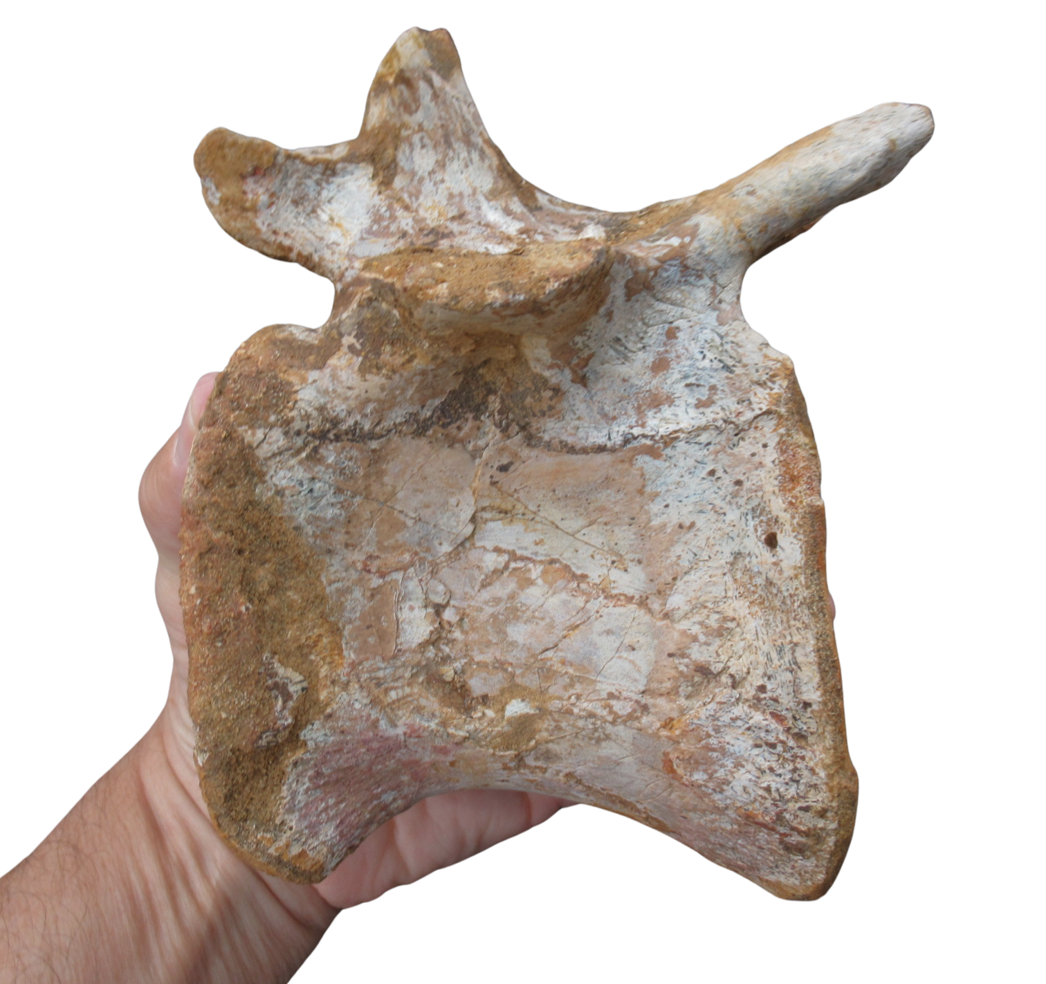 Sigilmassasaurus Spinosaurid Dinosaur Bone Fossil For Sale 12f | Fossils for Sale Sigilmassasaurus Spinosaurid Dinosaur Bone Fossil For Sale 12f