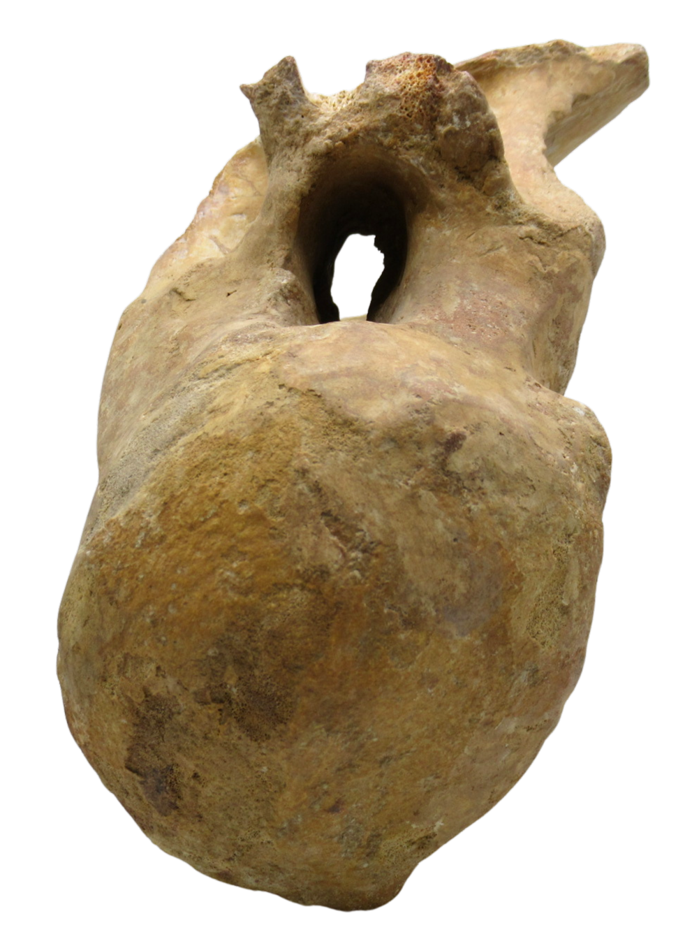 Spinosaurus Dinosaur Bone Fossil for Sale Genuine Fossils 8A | Fossils for Sale Spinosaurus Dinosaur Bone Fossil for Sale Genuine Fossils 8a