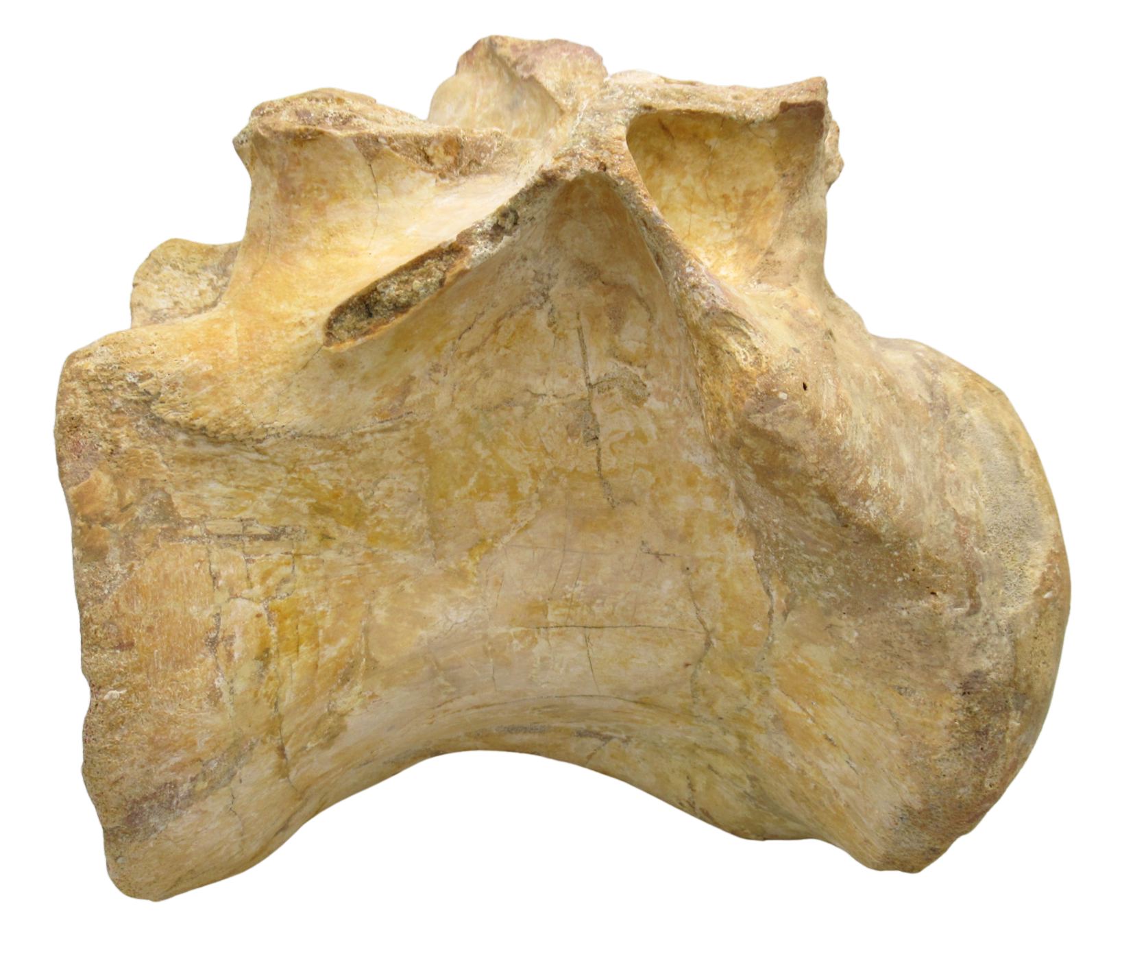 Spinosaurus Dinosaur Bone Fossil for Sale Genuine Fossils 8b | Fossils for Sale Spinosaurus Dinosaur Bone Fossil for Sale Genuine Fossils 8b