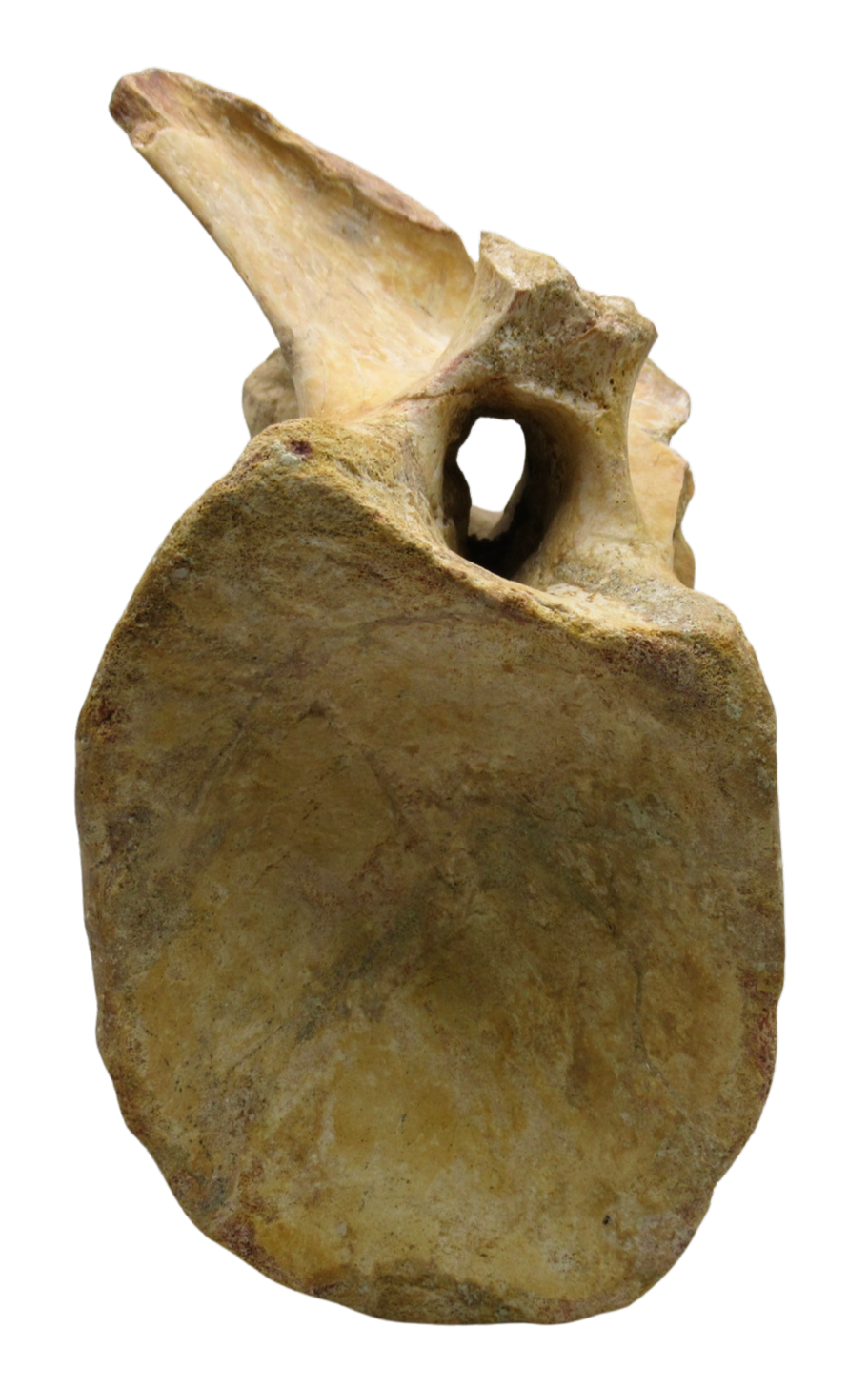 Spinosaurus Dinosaur Bone Fossil for Sale Genuine Fossils 8c | Fossils for Sale Spinosaurus Dinosaur Bone Fossil for Sale Genuine Fossils 8c
