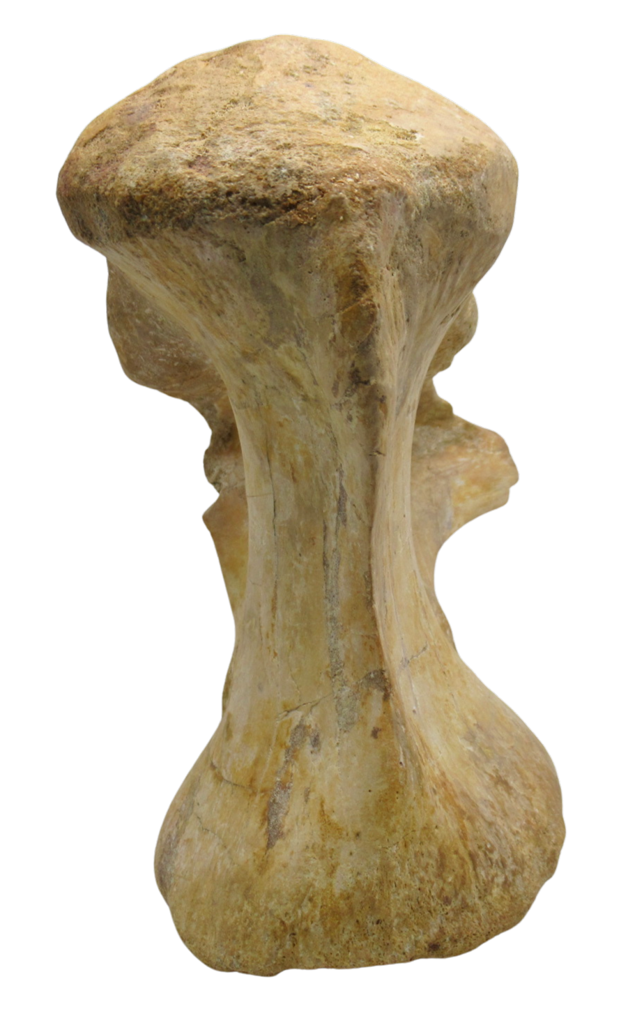 Spinosaurus Dinosaur Bone Fossil for Sale Genuine Fossils 8d | Fossils for Sale Spinosaurus Dinosaur Bone Fossil for Sale Genuine Fossils 8d