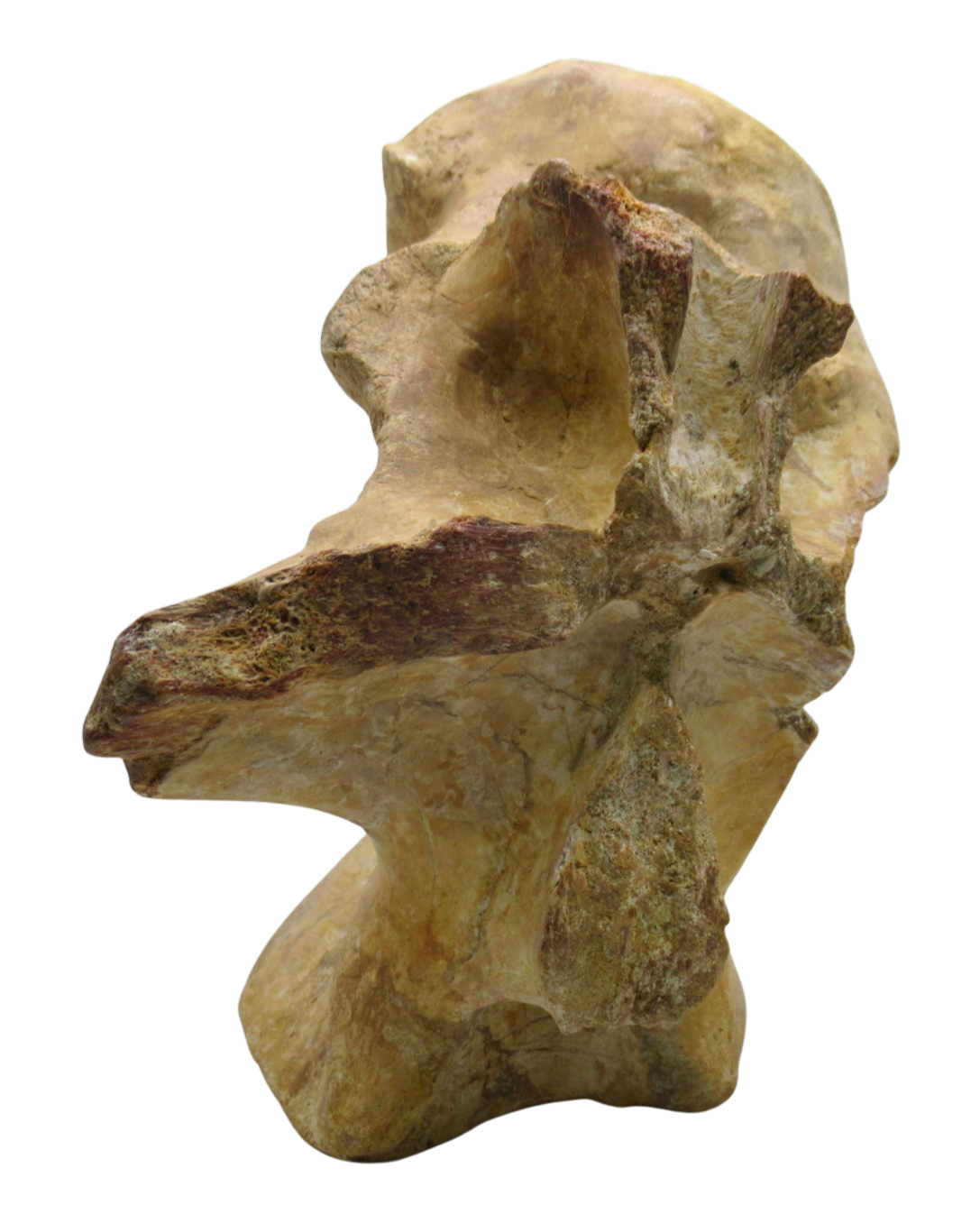 Spinosaurus Dinosaur Bone Fossil for Sale Genuine Fossils 8e | Fossils for Sale Spinosaurus Dinosaur Bone Fossil for Sale Genuine Fossils 8e