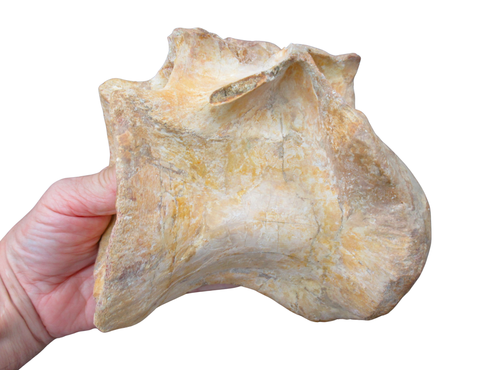 Spinosaurus Dinosaur Bone Fossil for Sale Genuine Fossils 8f | Fossils for Sale Spinosaurus Dinosaur Bone Fossil for Sale Genuine Fossils 8f