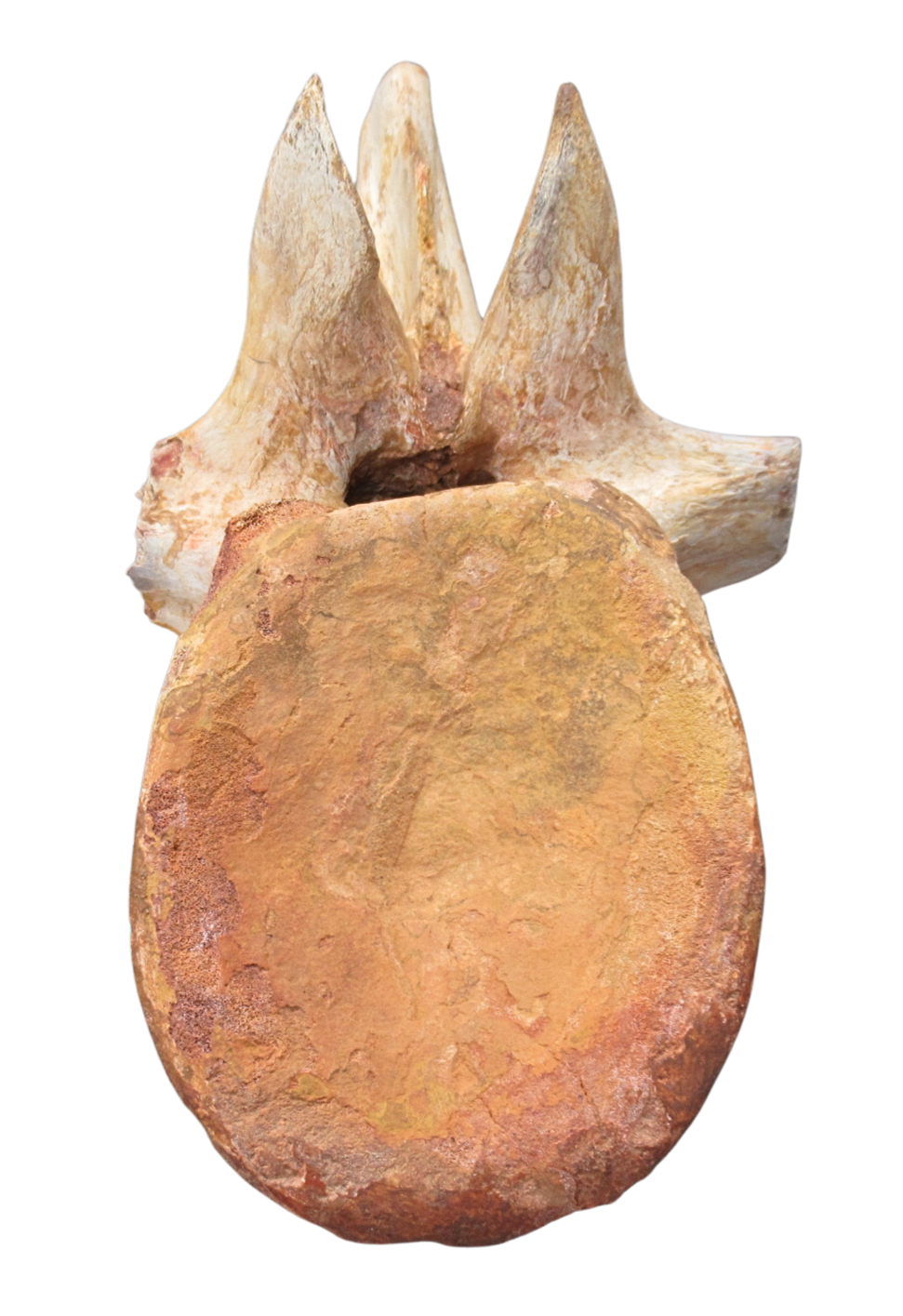 Spinosaurus Dinosaur Bone Fossil for Sale Genuine Fossils 9 | Fossils for Sale Spinosaurus Dinosaur Bone Fossil for Sale Genuine Fossils 9
