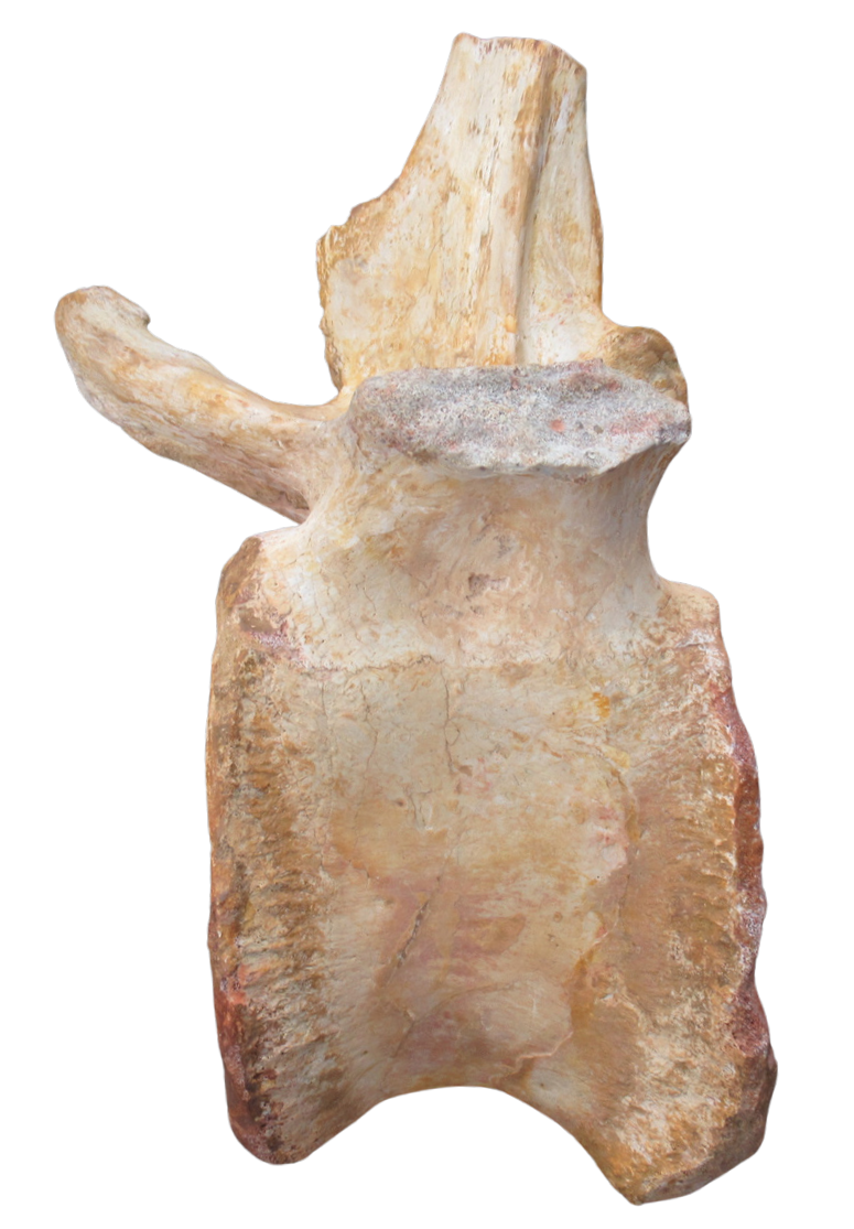 Spinosaurus Dinosaur Bone Fossil for Sale Genuine Fossils 9a | Fossils for Sale Spinosaurus Dinosaur Bone Fossil for Sale Genuine Fossils 9a