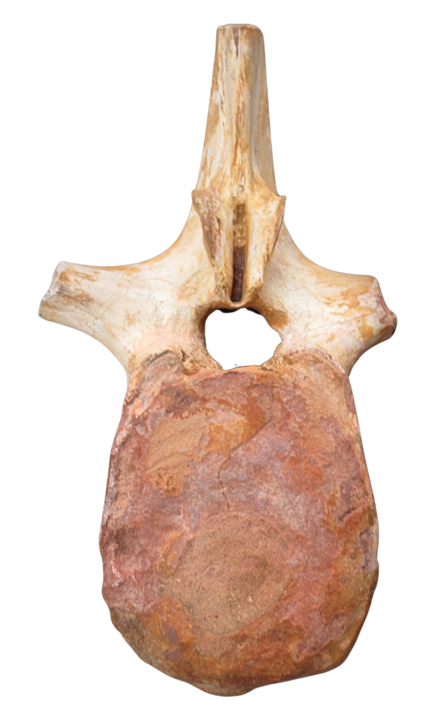Spinosaurus Dinosaur Bone Fossil for Sale Genuine Fossils 9b | Fossils for Sale Spinosaurus Dinosaur Bone Fossil for Sale Genuine Fossils 9b