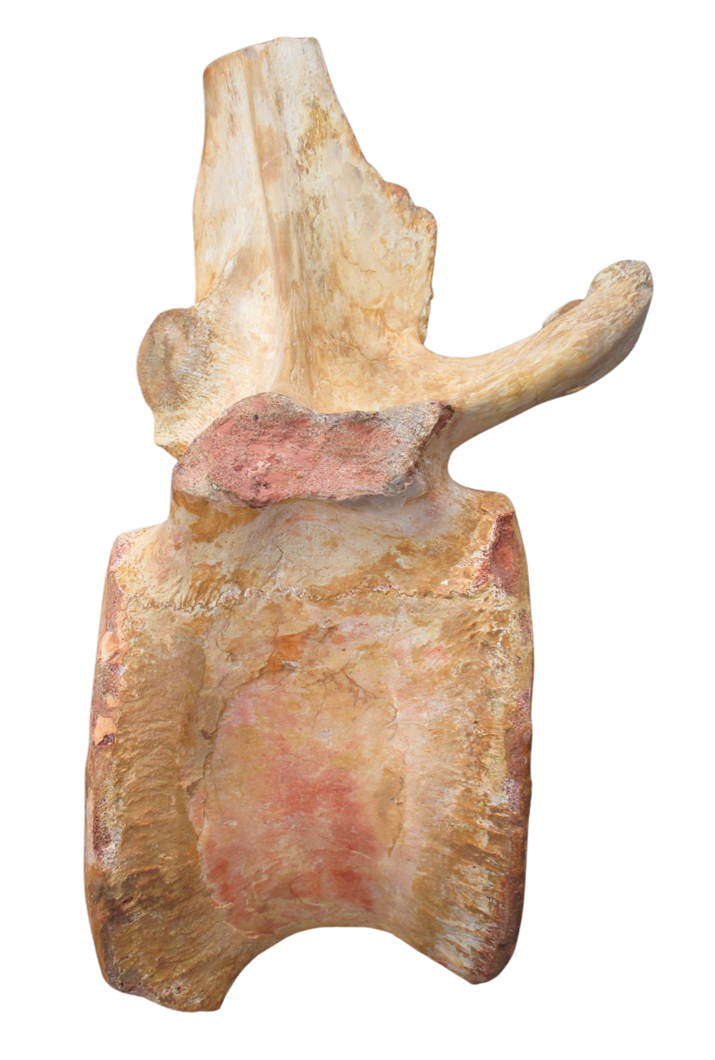 Spinosaurus Dinosaur Bone Fossil for Sale Genuine Fossils 9c | Fossils for Sale Spinosaurus Dinosaur Bone Fossil for Sale Genuine Fossils 9c
