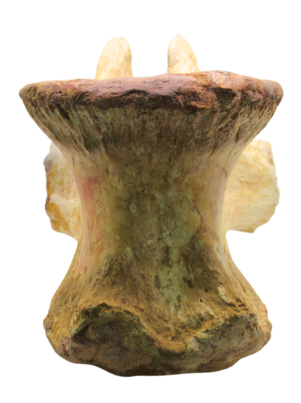 Spinosaurus Dinosaur Bone Fossil for Sale Genuine Fossils 9d | Fossils for Sale Spinosaurus Dinosaur Bone Fossil for Sale Genuine Fossils 9d