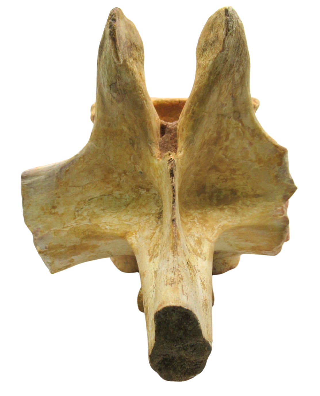 Spinosaurus Dinosaur Bone Fossil for Sale Genuine Fossils 9e | Fossils for Sale Spinosaurus Dinosaur Bone Fossil for Sale Genuine Fossils 9e