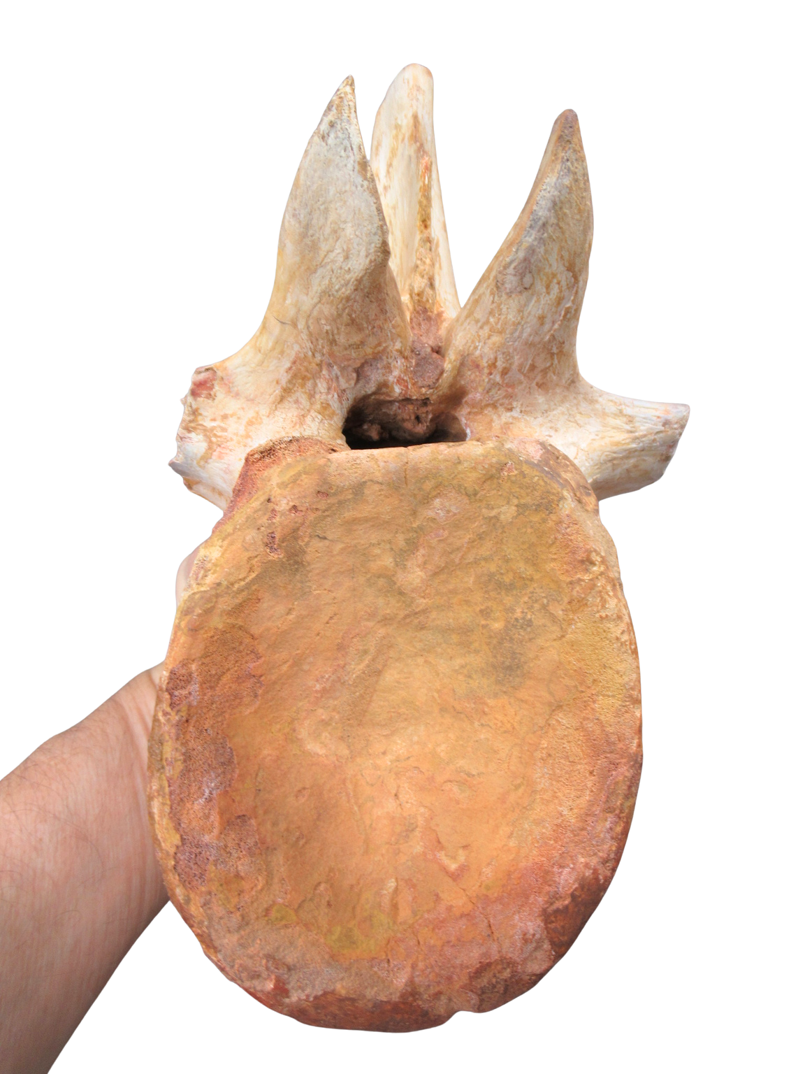 Spinosaurus Dinosaur Bone Fossil for Sale Genuine Fossils 9f | Fossils for Sale Spinosaurus Dinosaur Bone Fossil for Sale Genuine Fossils 9f