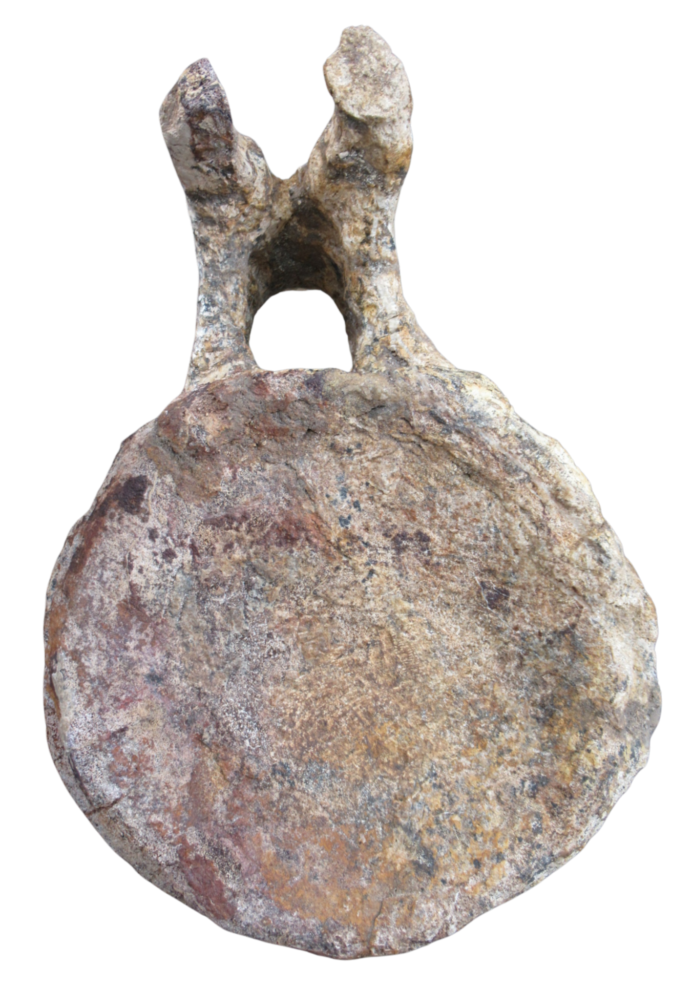 Titanosaur Dinosaur Fossil For Sale Genuine Fossils 1 | Fossils for Sale Titanosaur Dinosaur Fossil For Sale Genuine Fossils 1