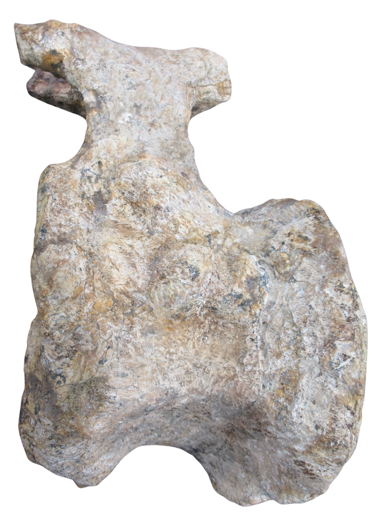 Titanosaur Dinosaur Fossil For Sale Genuine Fossils 1a | Fossils for Sale Titanosaur Dinosaur Fossil For Sale Genuine Fossils 1a