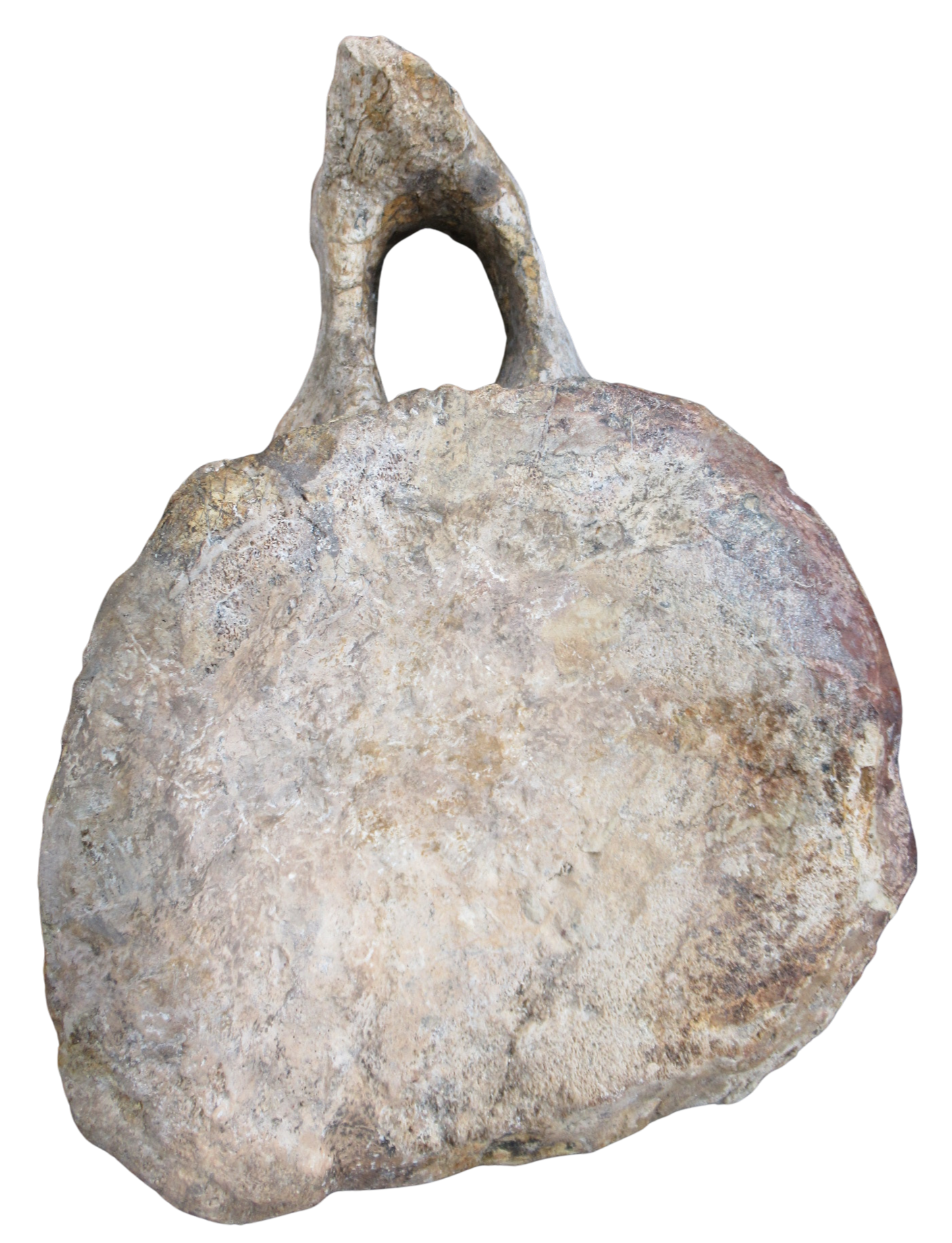 Titanosaur Dinosaur Fossil For Sale Genuine Fossils 1b | Fossils for Sale Titanosaur Dinosaur Fossil For Sale Genuine Fossils 1b