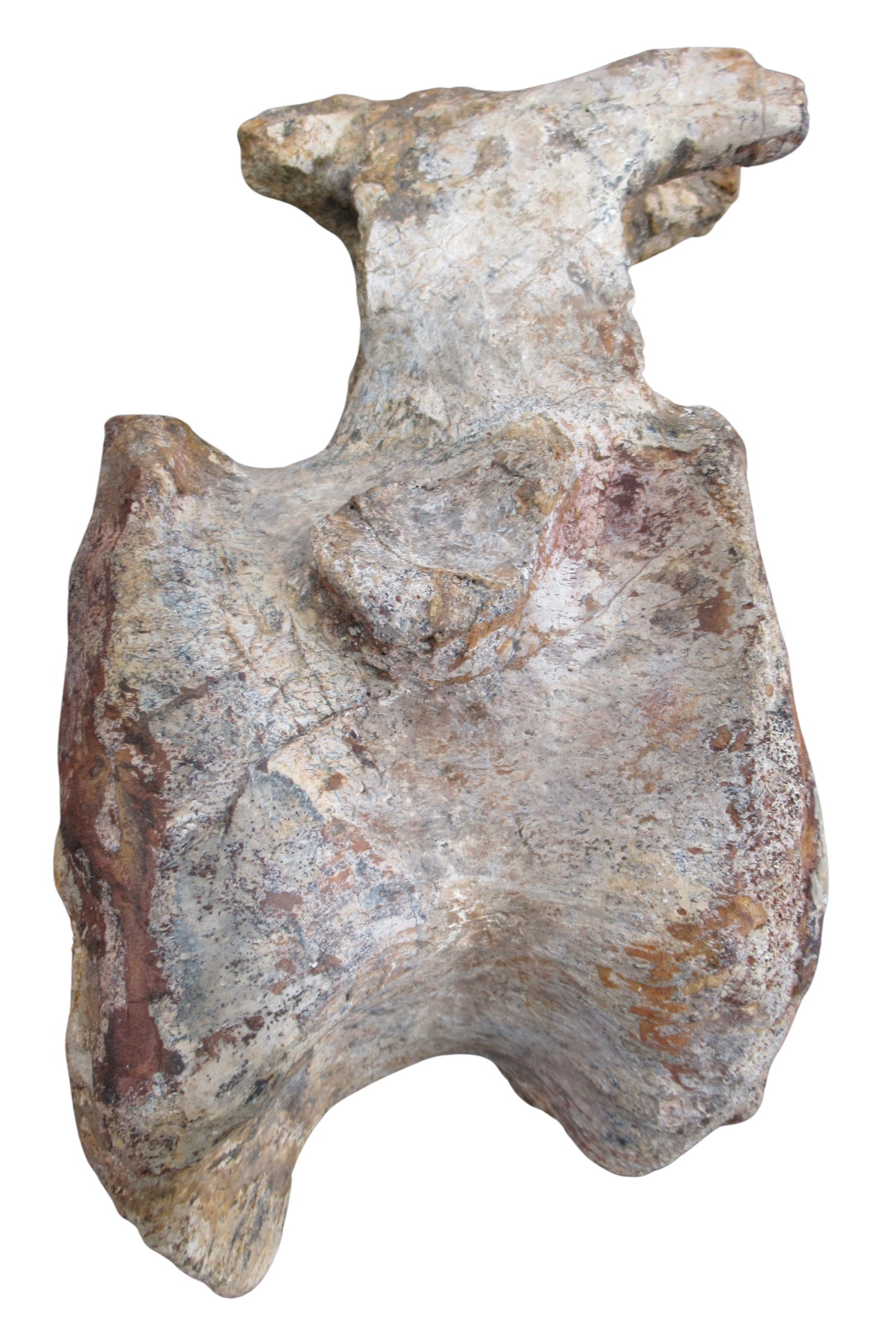 Titanosaur Dinosaur Fossil For Sale Genuine Fossils 1c | Fossils for Sale Titanosaur Dinosaur Fossil For Sale Genuine Fossils 1c