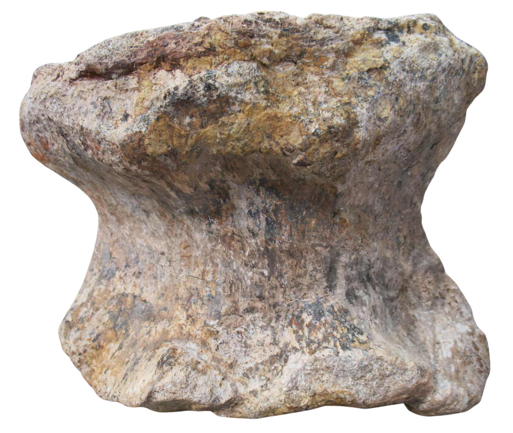 Titanosaur Dinosaur Fossil For Sale Genuine Fossils 1d | Fossils for Sale Titanosaur Dinosaur Fossil For Sale Genuine Fossils 1d