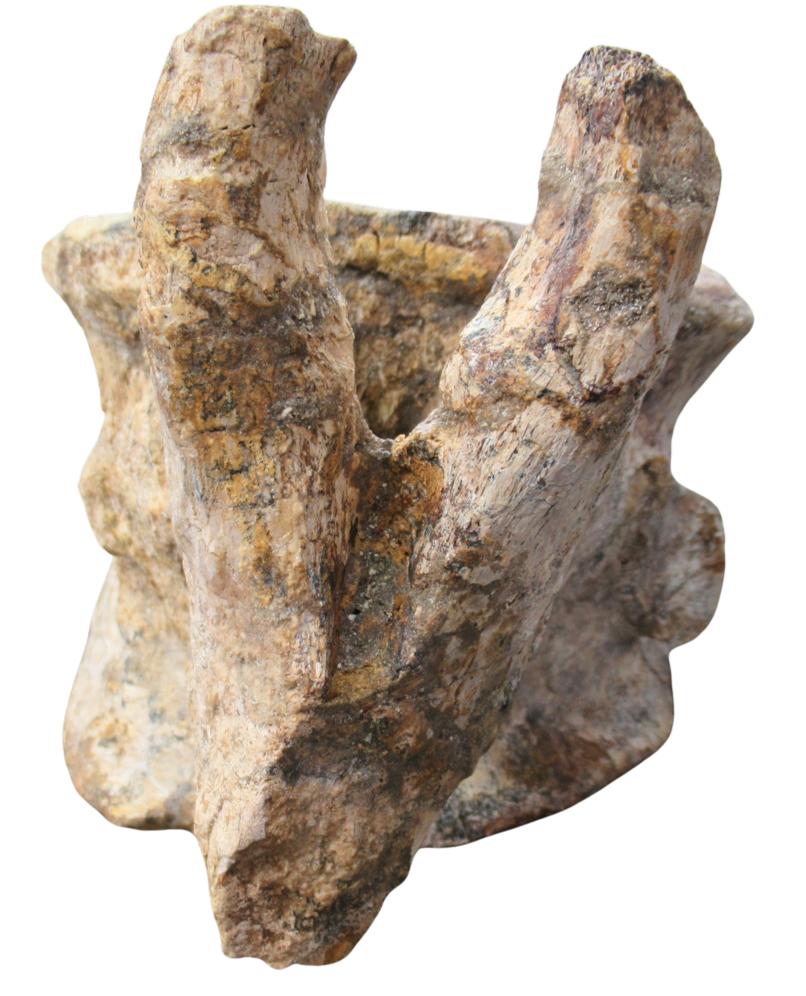 Titanosaur Dinosaur Fossil For Sale Genuine Fossils 1e | Fossils for Sale Titanosaur Dinosaur Fossil For Sale Genuine Fossils 1e
