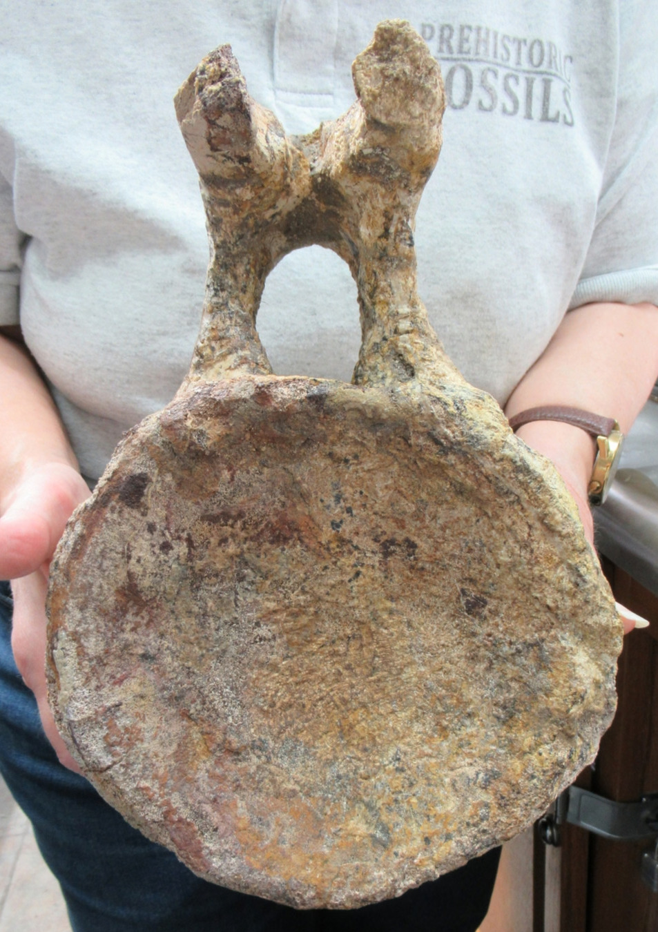 Titanosaur Dinosaur Fossil For Sale Genuine Fossils 1f | Fossils for Sale