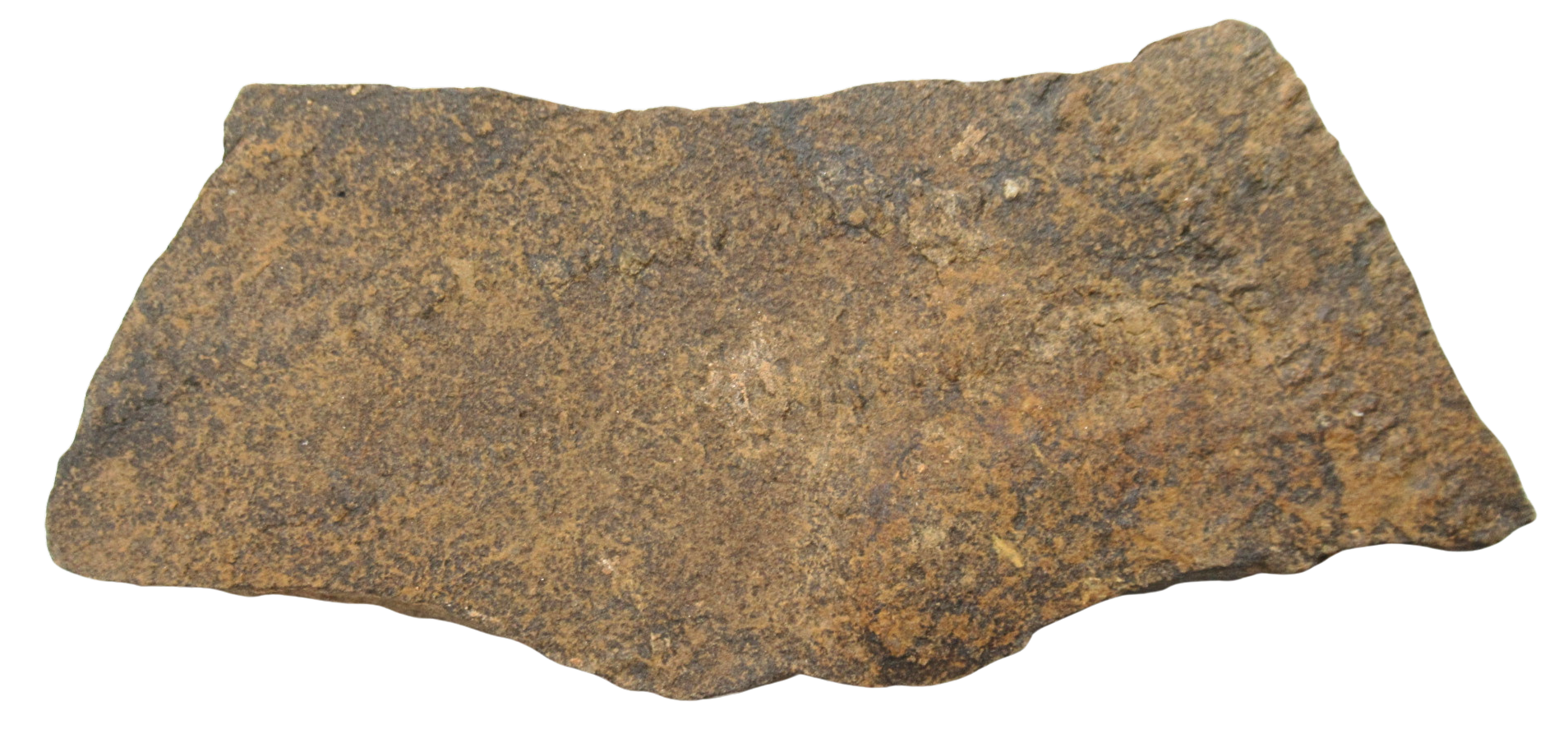 Trilobite Track Fossils For Sale Genuine Trilobite Trace Fossils 50 | Fossils for Sale Trilobite Track Fossils For Sale Genuine Trilobite Trace Fossils 50