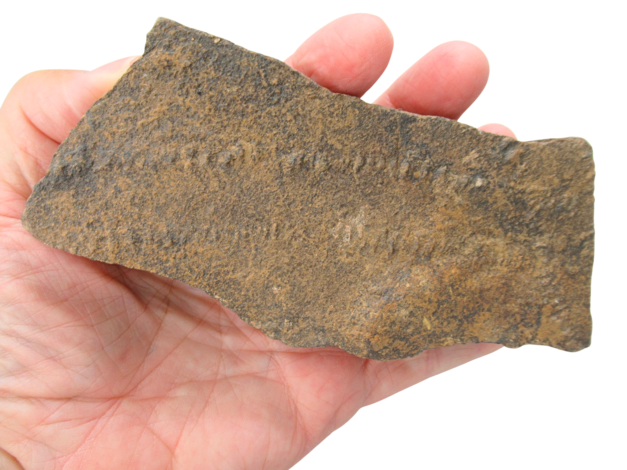 Trilobite Track Fossils For Sale Genuine Trilobite Trace Fossils 50a | Fossils for Sale Trilobite Track Fossils For Sale Genuine Trilobite Trace Fossils 50A