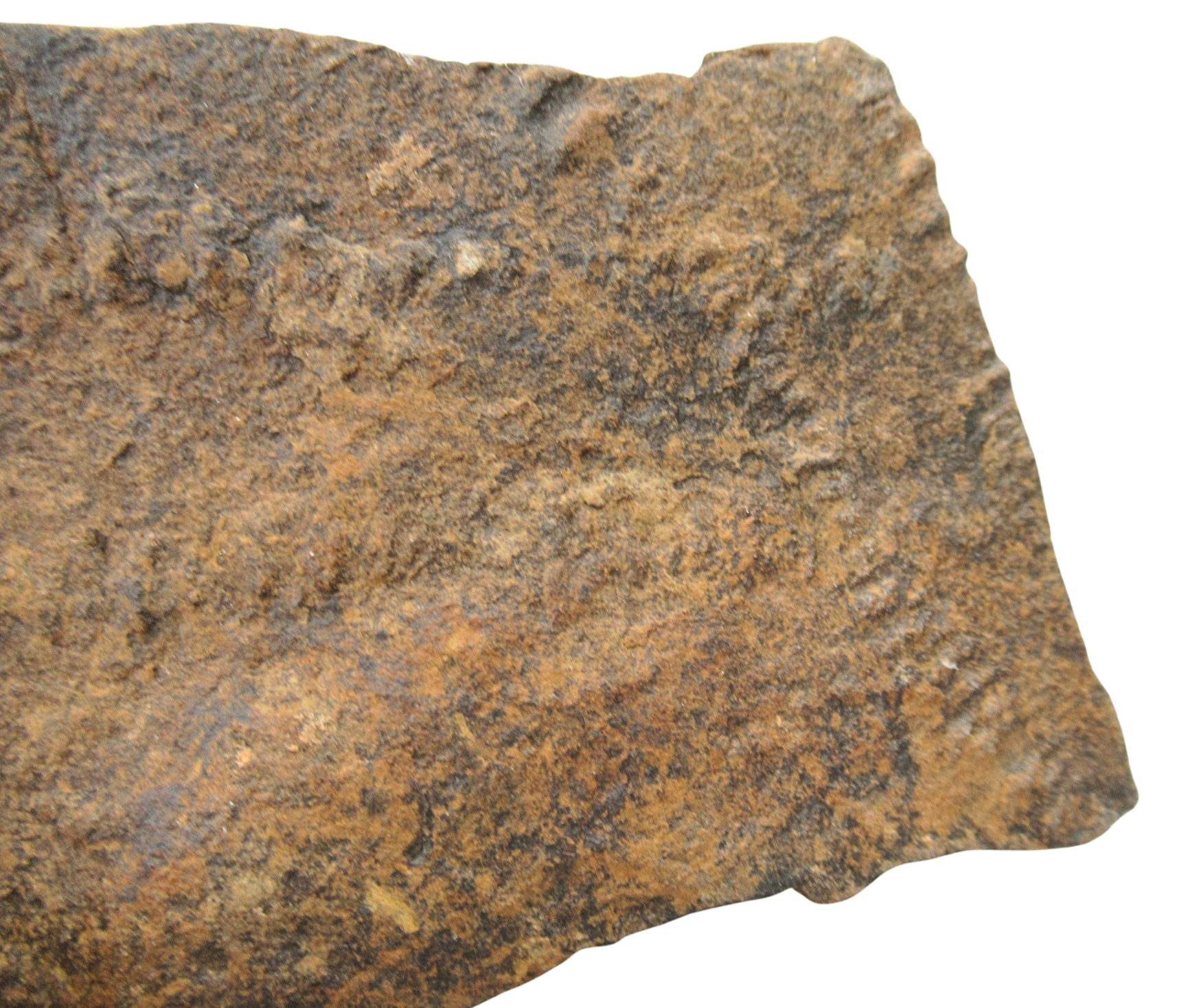 Trilobite Track Fossils For Sale Genuine Trilobite Trace Fossils 50b | Fossils for Sale Trilobite Track Fossils For Sale Genuine Trilobite Trace Fossils 50B