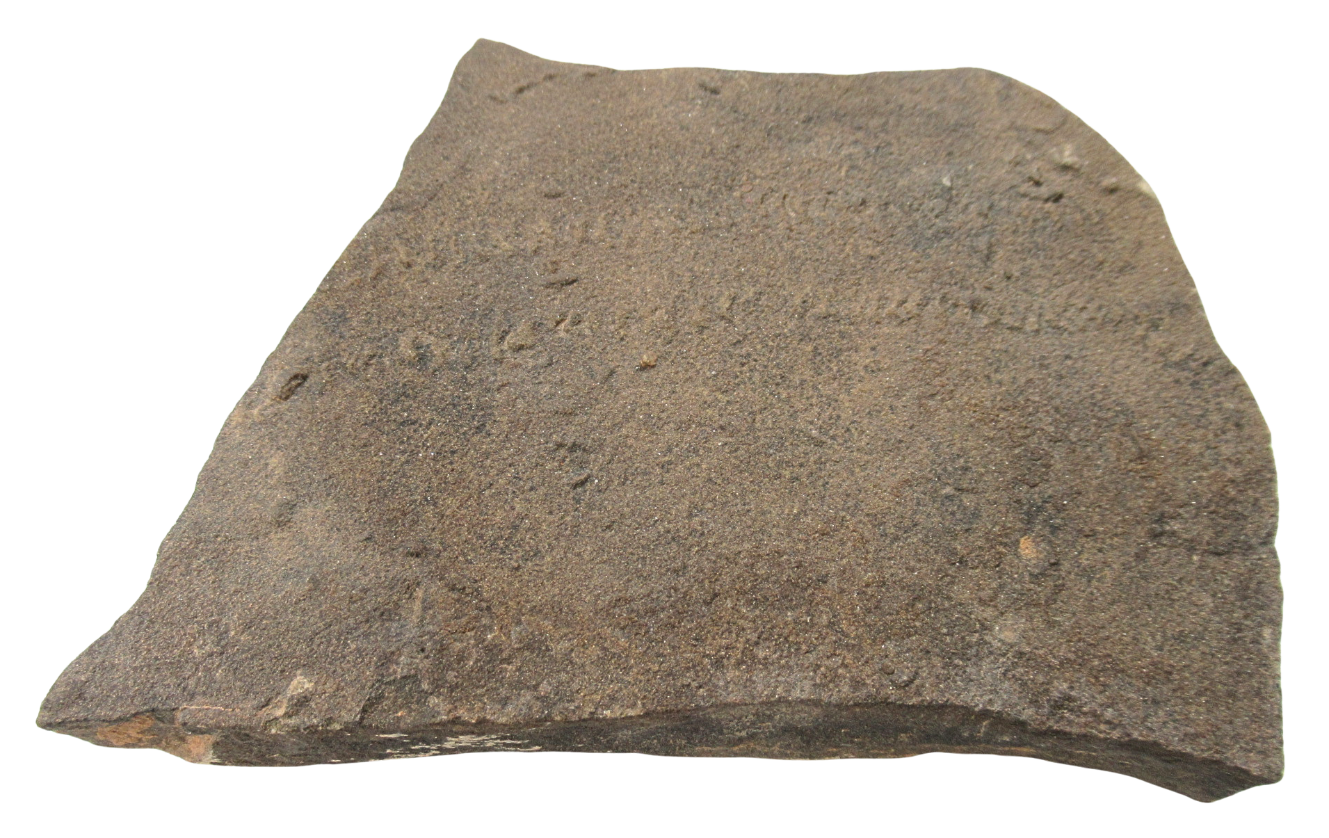 Trilobite Track Fossils For Sale Genuine Trilobite Trace Fossils 51 | Fossils for Sale Trilobite Track Fossils For Sale Genuine Trilobite Trace Fossils 51
