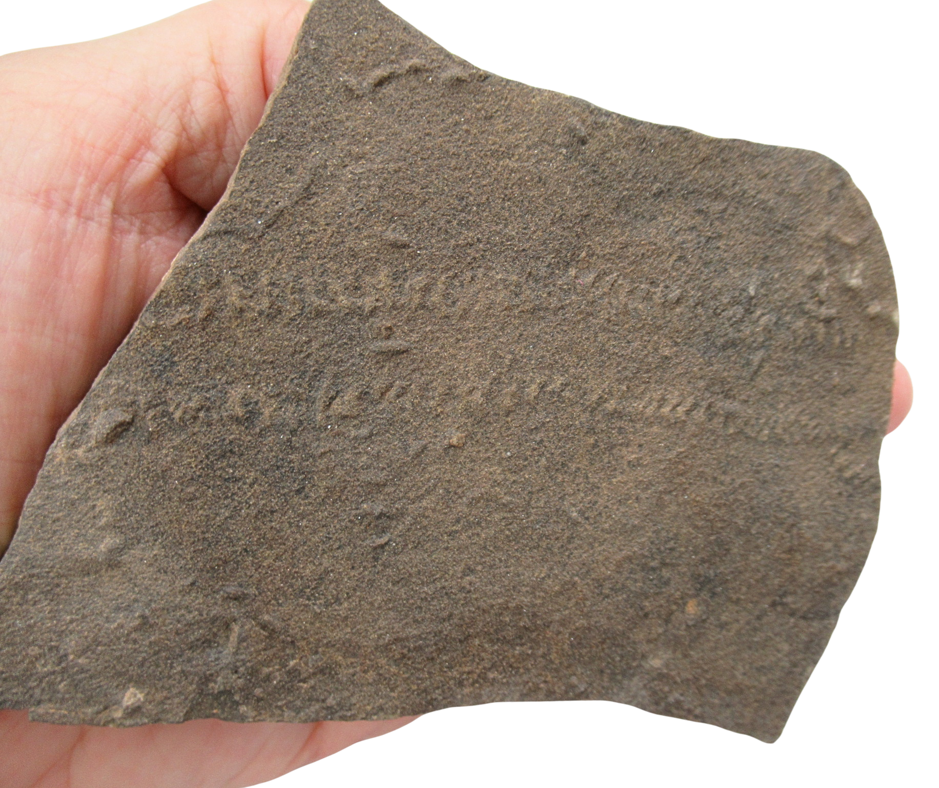 Trilobite Track Fossils For Sale Genuine Trilobite Trace Fossils 51a | Fossils for Sale Trilobite Track Fossils For Sale Genuine Trilobite Trace Fossils 51a